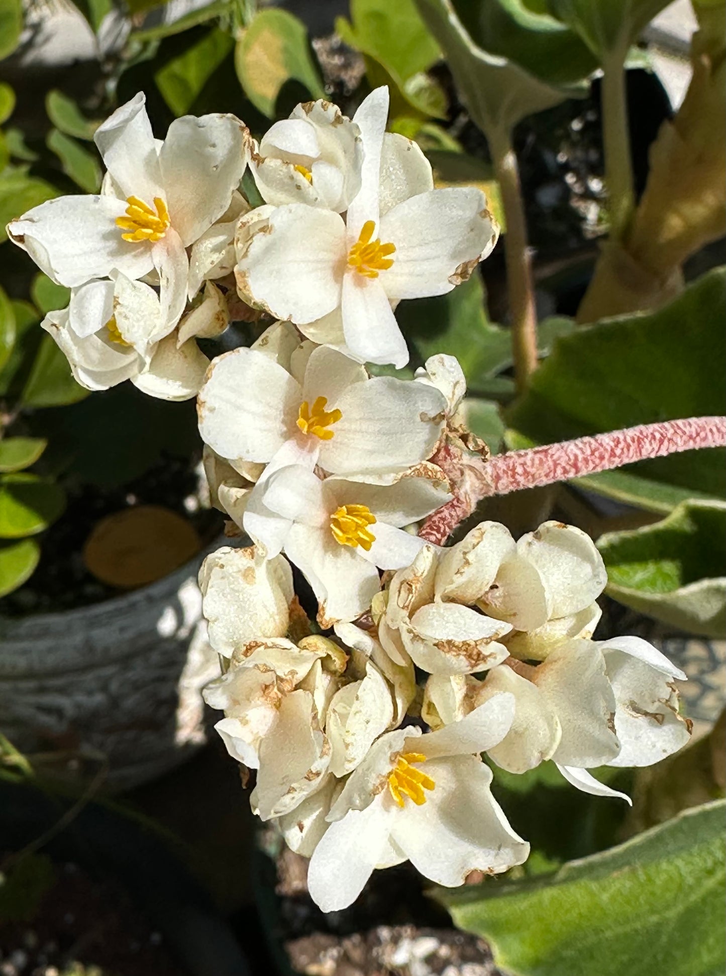 SEEDS Begonia venosa