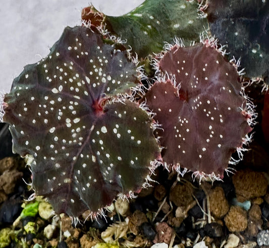 SEEDS Begonia curtisii ‘Galaxy’