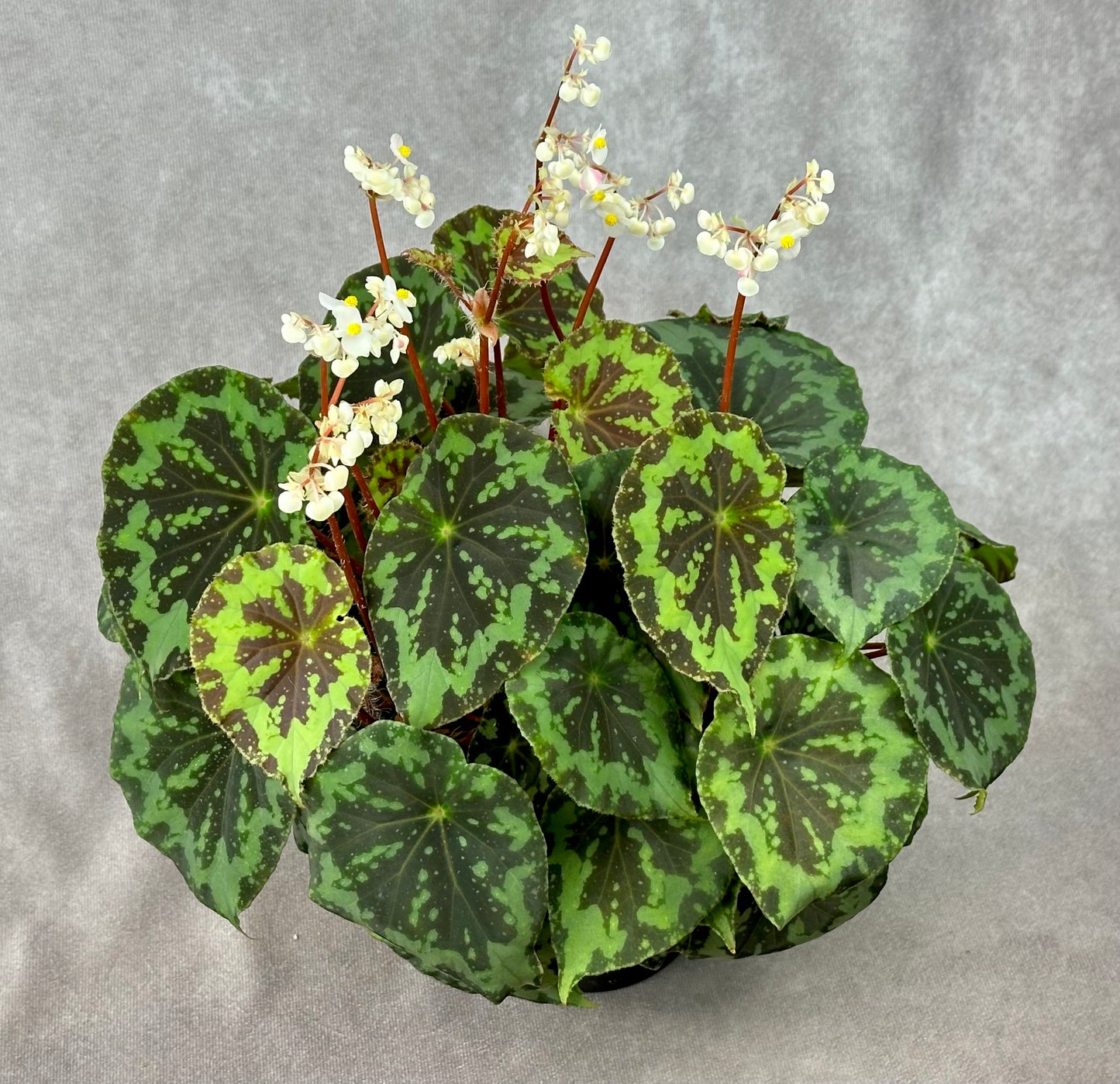 SEEDS Begonia rigidifolia