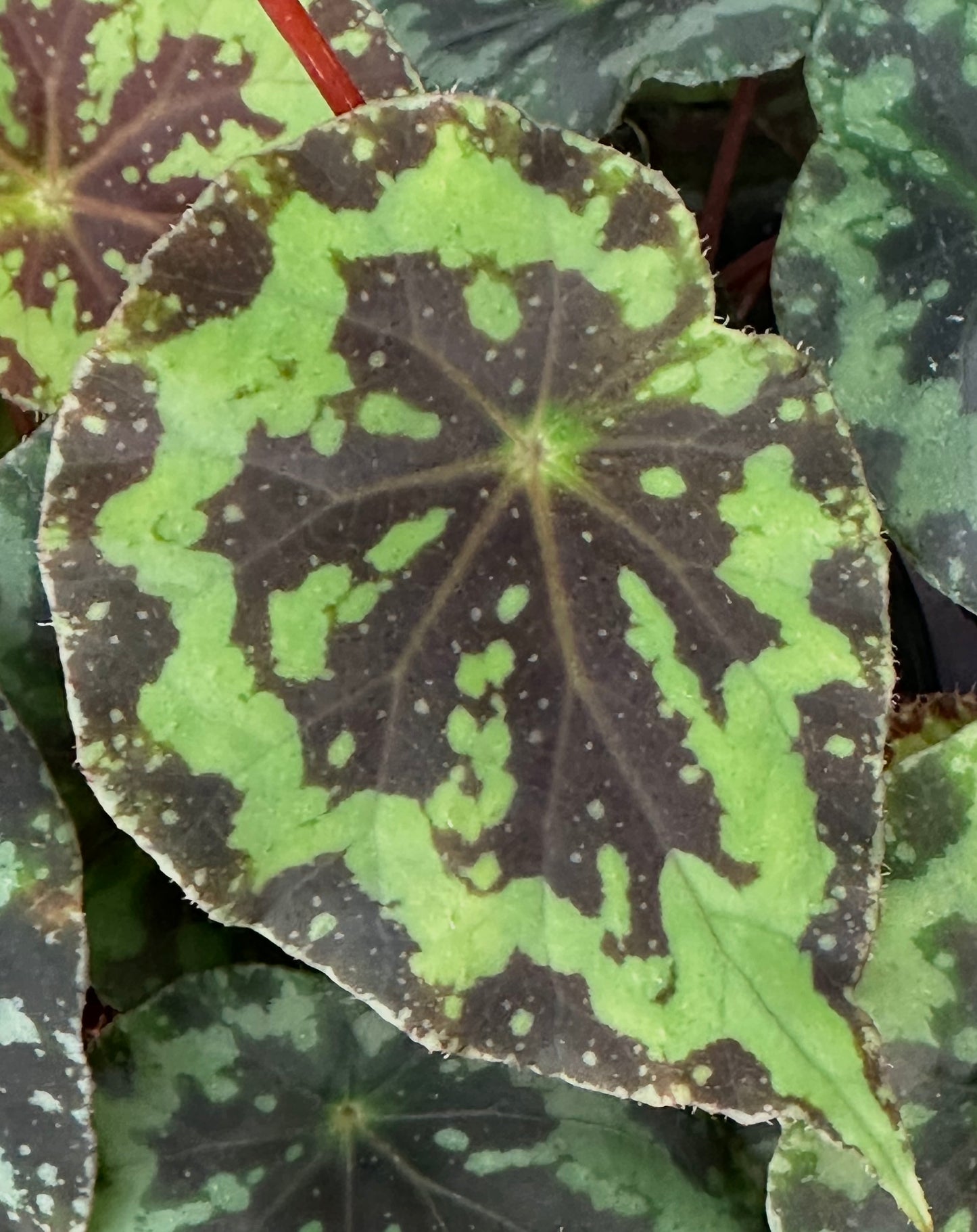 SEEDS Begonia rigidifolia
