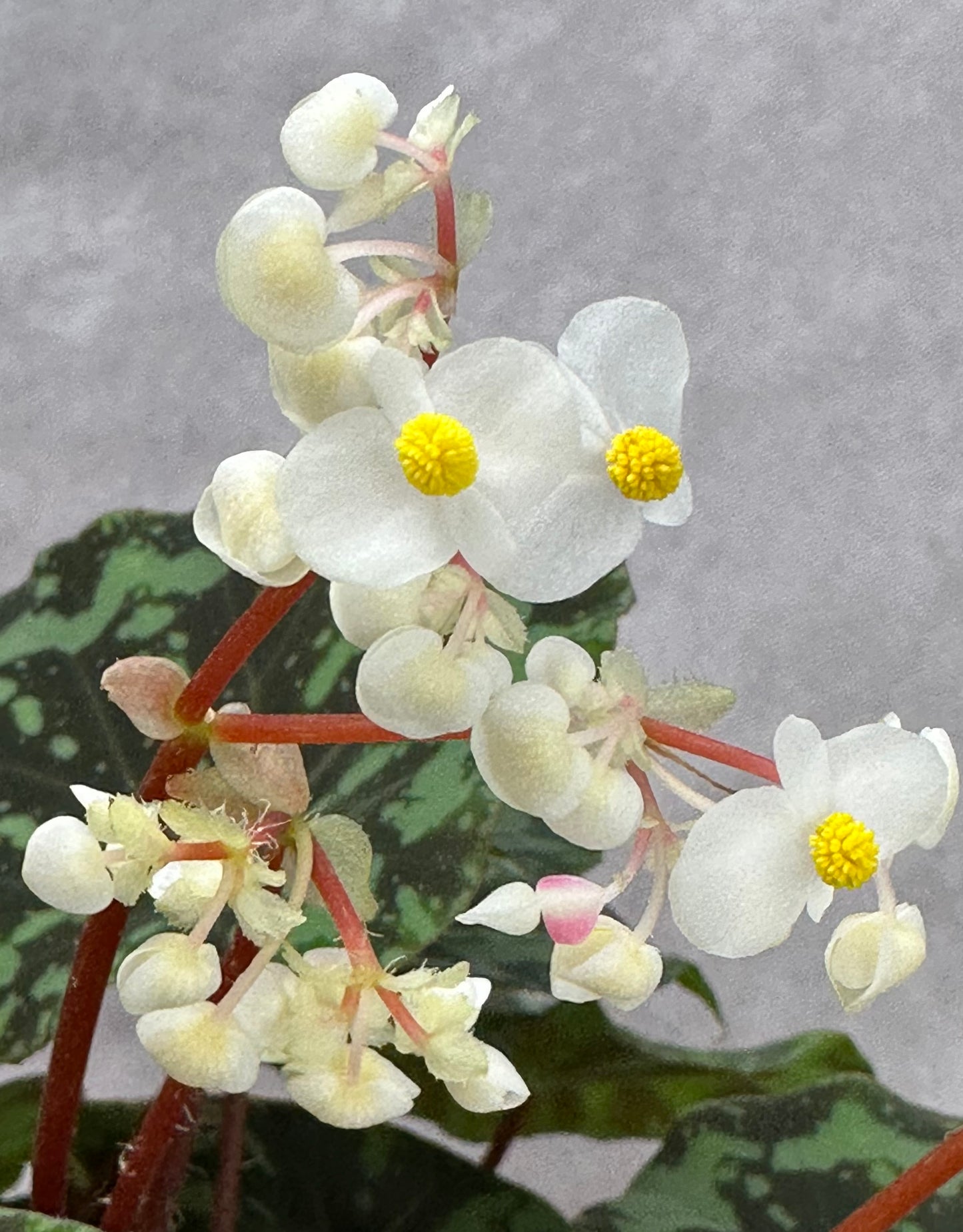 SEEDS Begonia rigidifolia