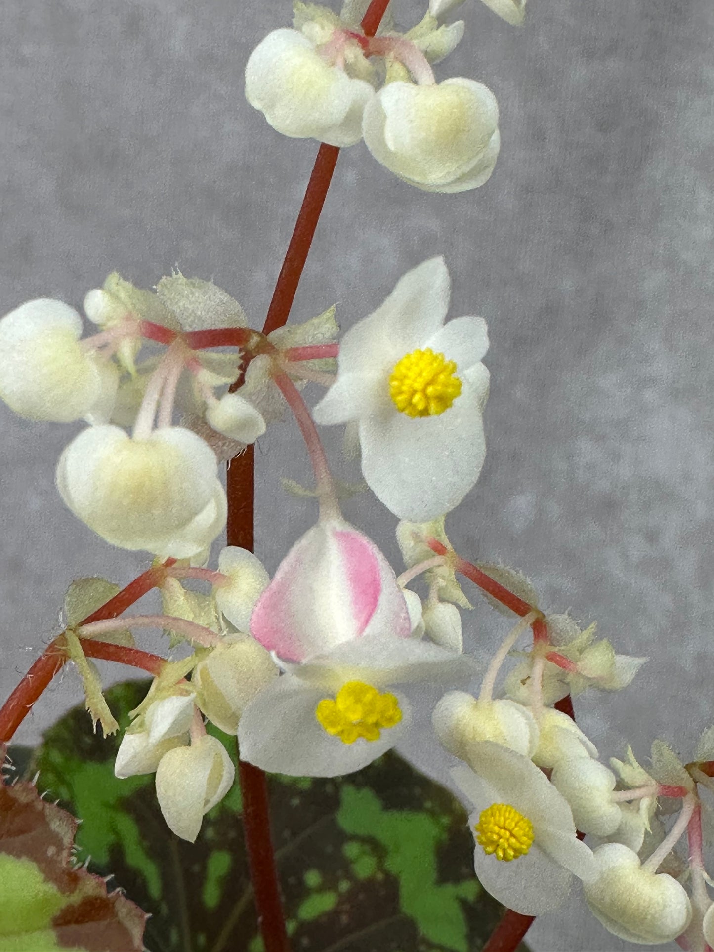 SEEDS Begonia rigidifolia