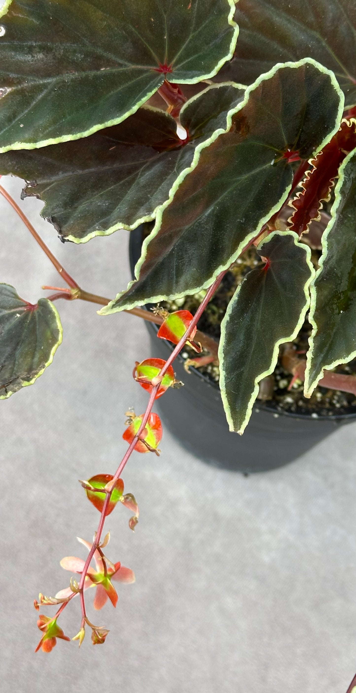 SEEDS Begonia darthvaderiana