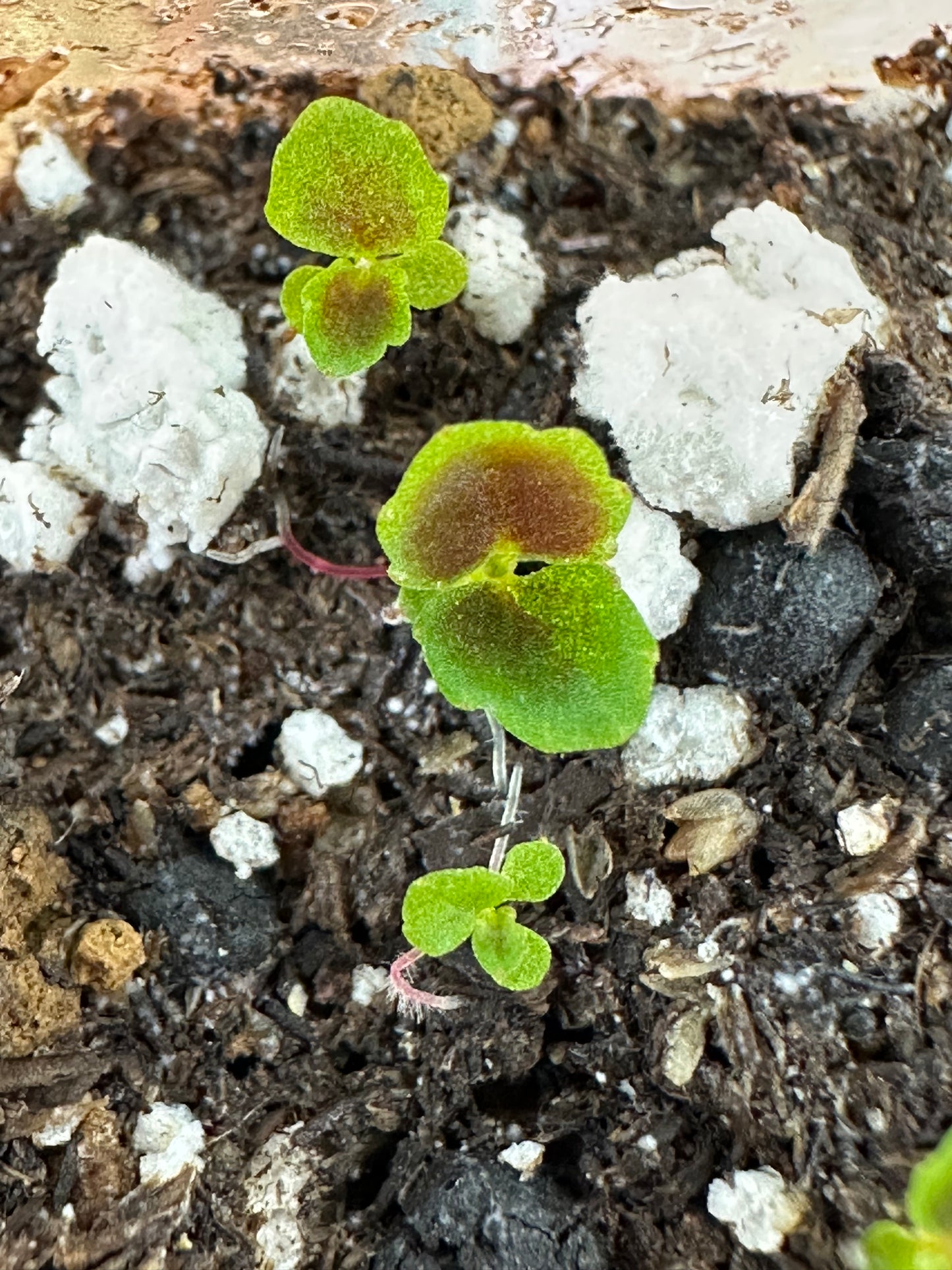 SEEDS Begonia darthvaderiana