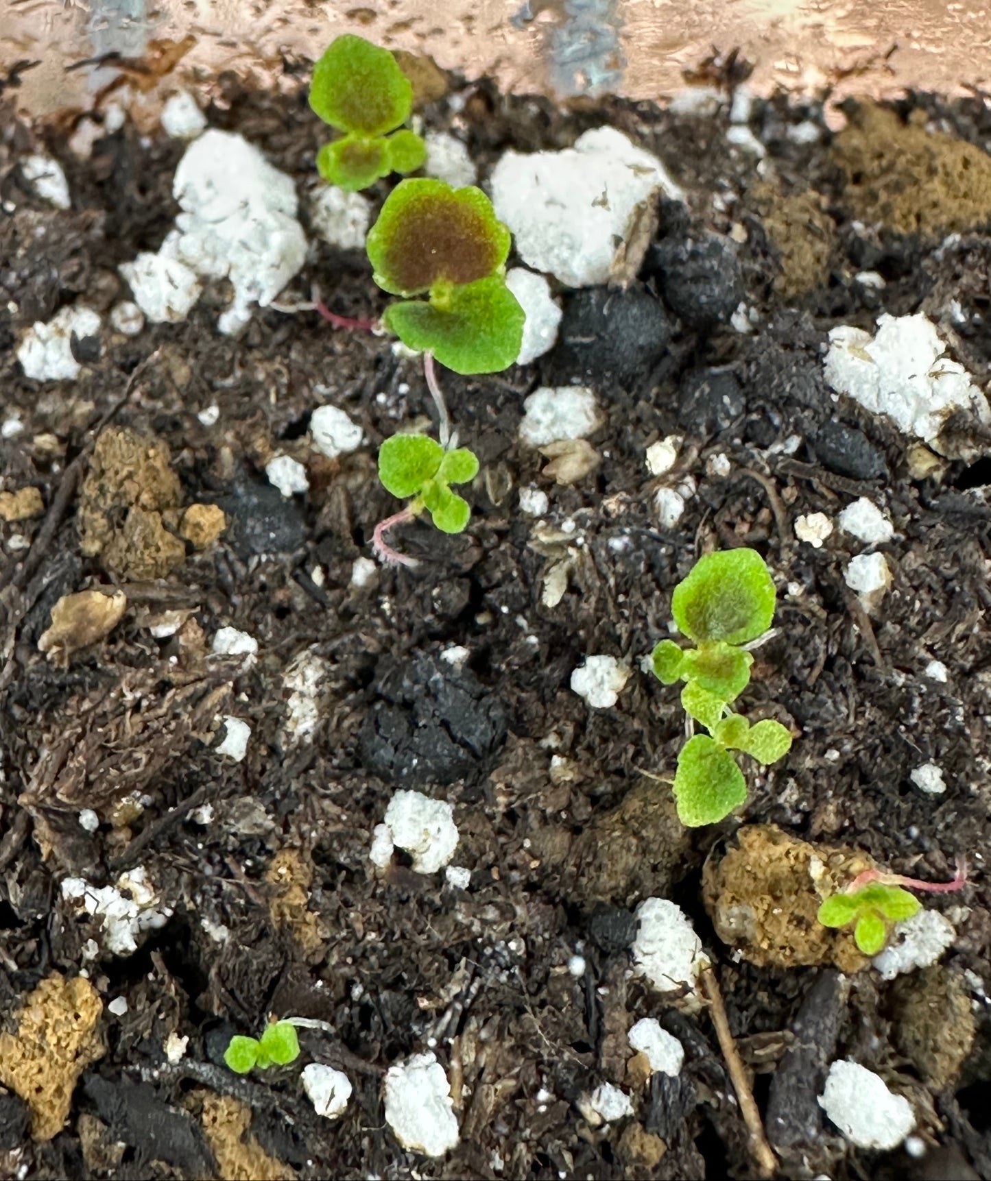 SEEDS Begonia darthvaderiana