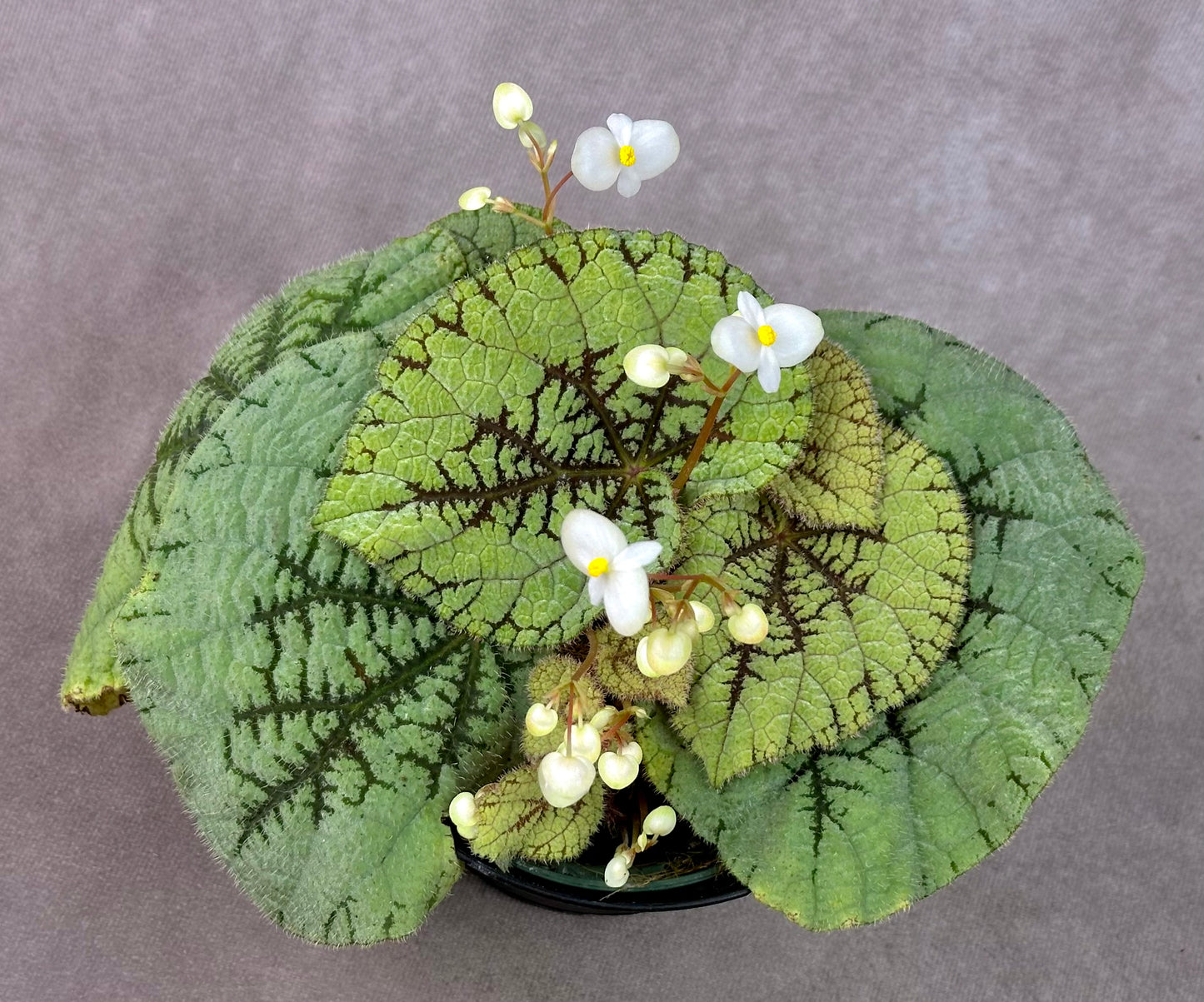 SEEDS Begonia debaoensis  (aka U664)