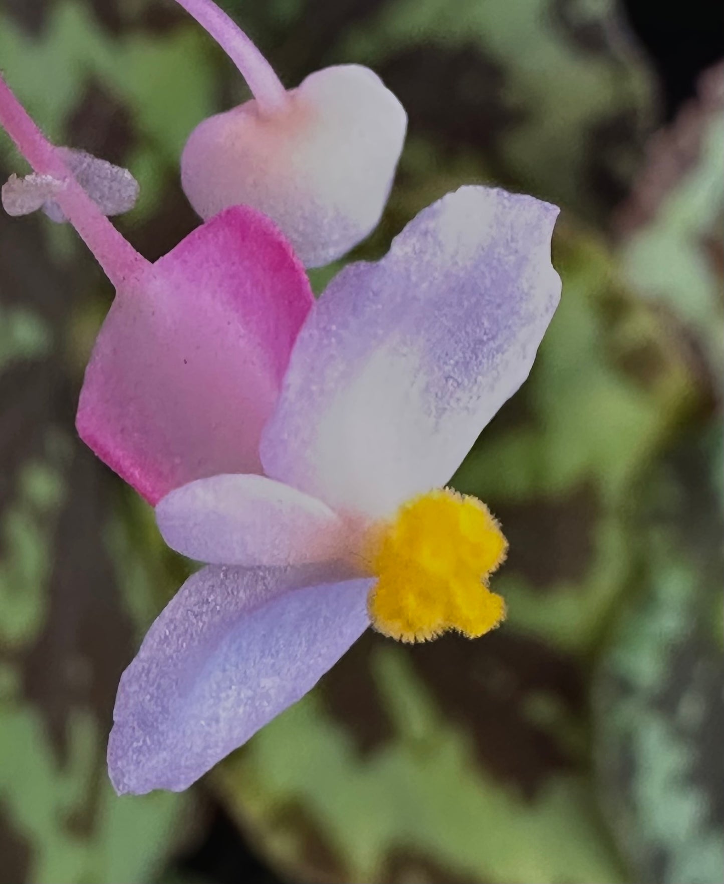 SEEDS Begonia rigidifolia