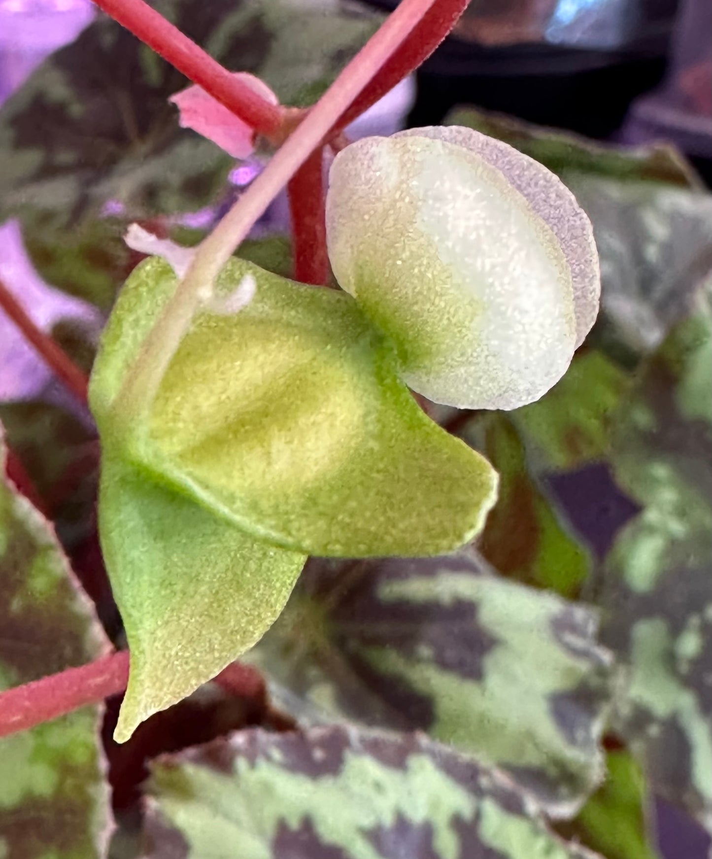 SEEDS Begonia rigidifolia
