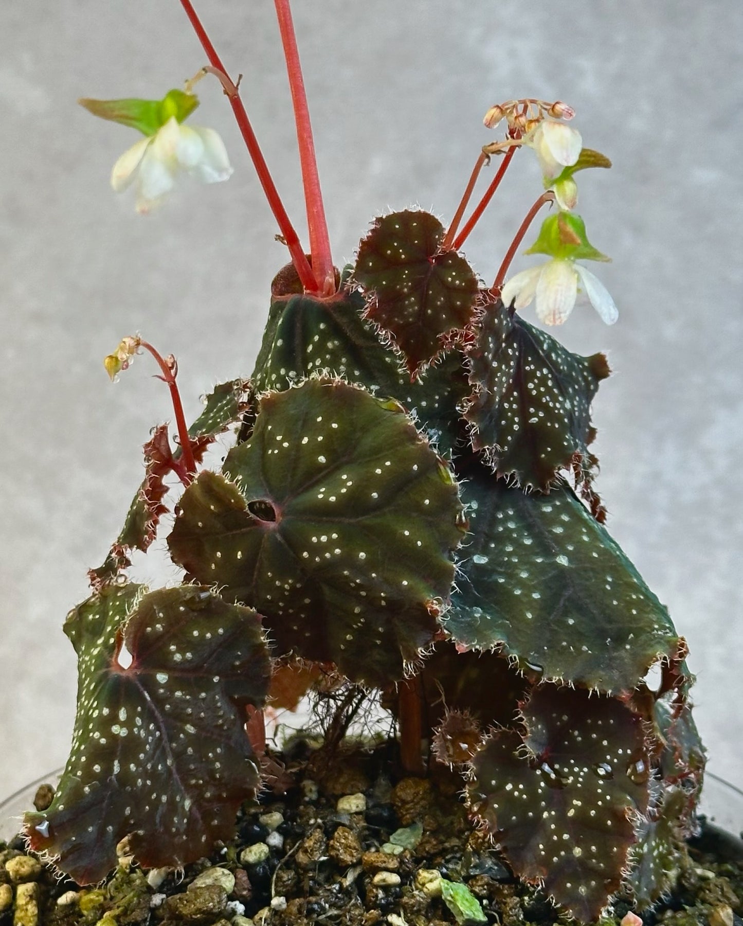 SEEDS Begonia curtisii ‘Galaxy’