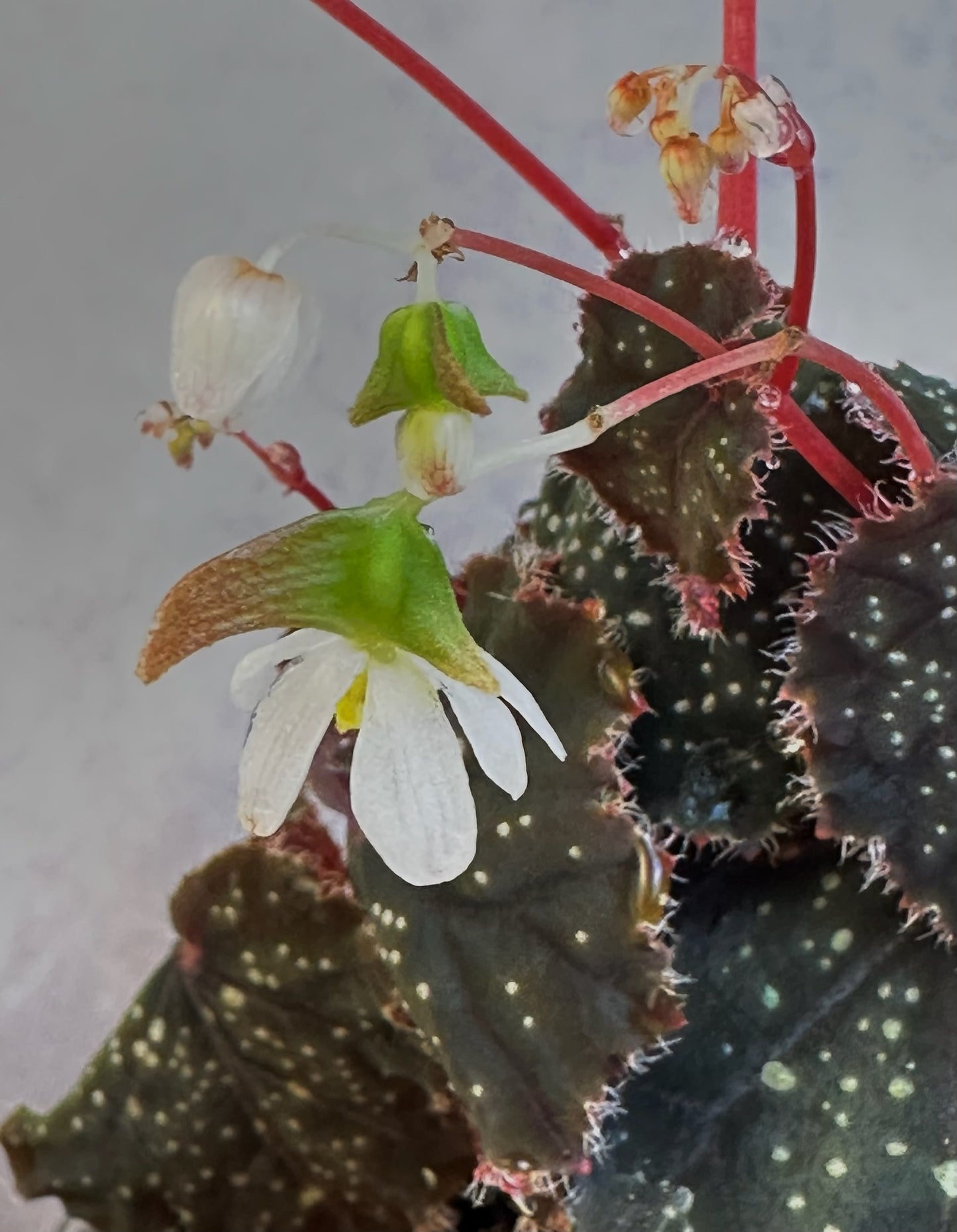 SEEDS Begonia curtisii ‘Galaxy’