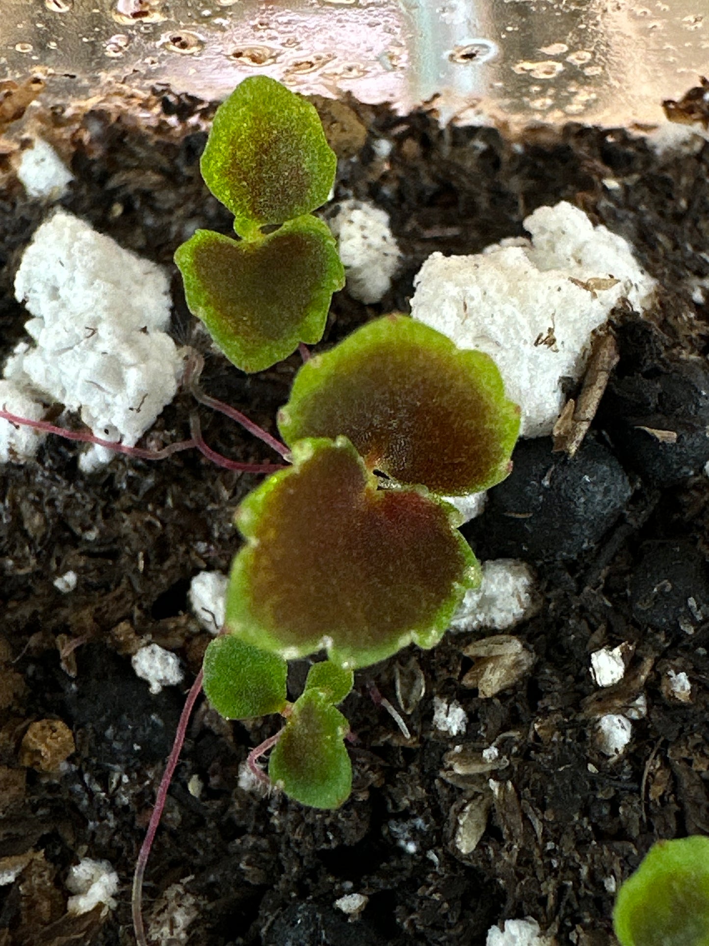 SEEDS Begonia darthvaderiana