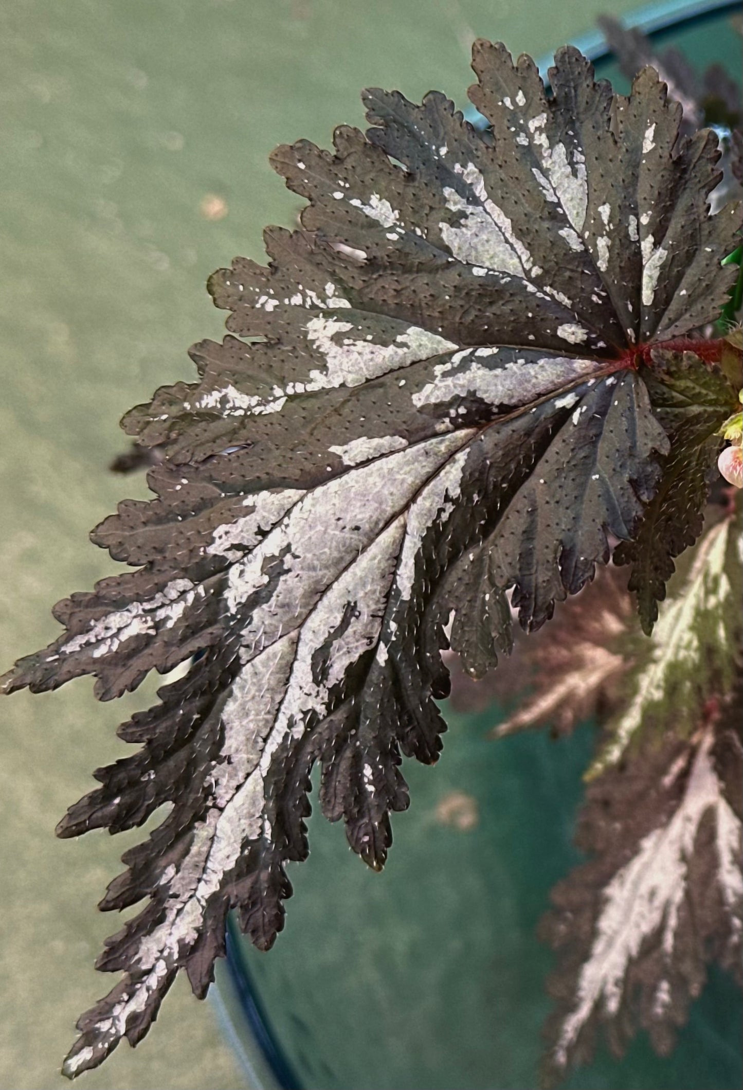 SEEDS noid sp Silver Streak