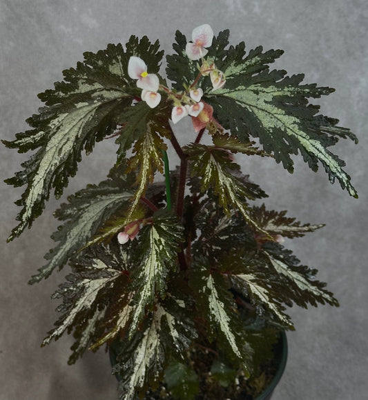 SEEDS noid sp Silver Streak