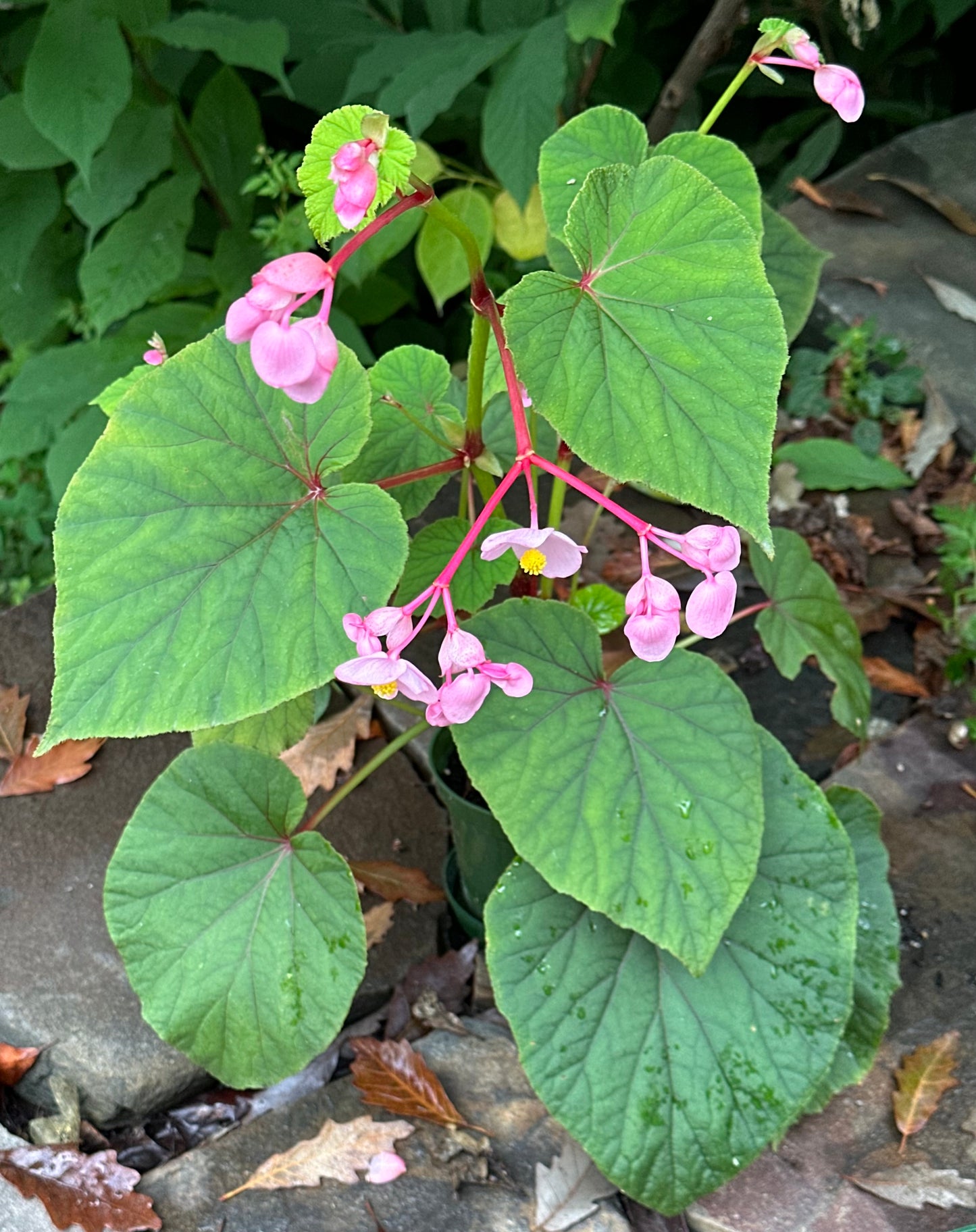 SEEDS Begonia grandis evansiana (pink flower)