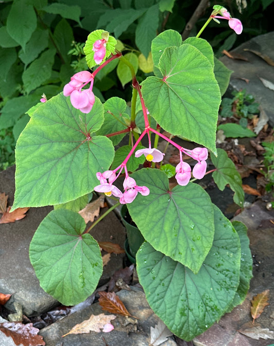 SEEDS Begonia grandis evansiana (pink flower)