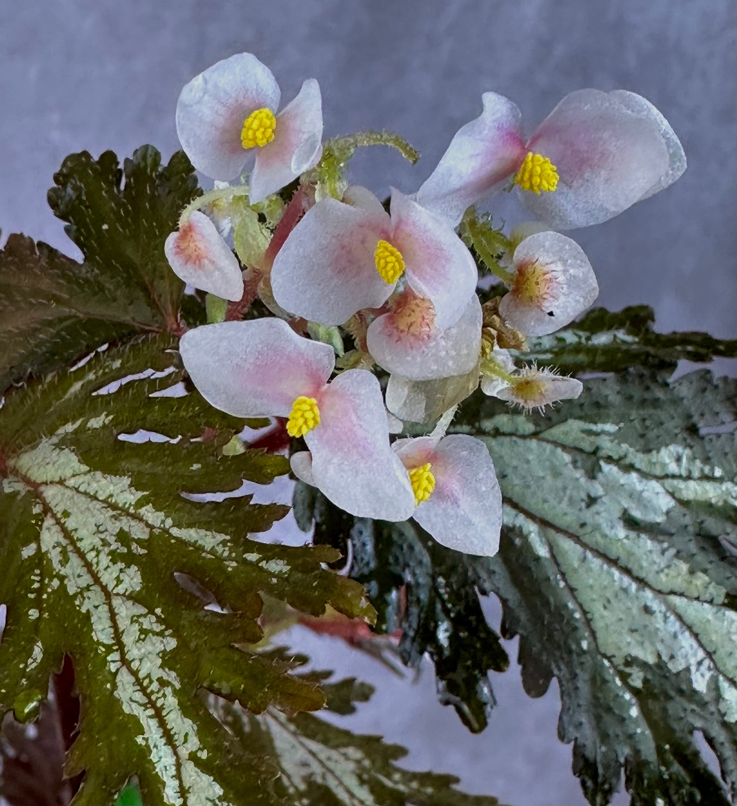 SEEDS noid sp Silver Streak