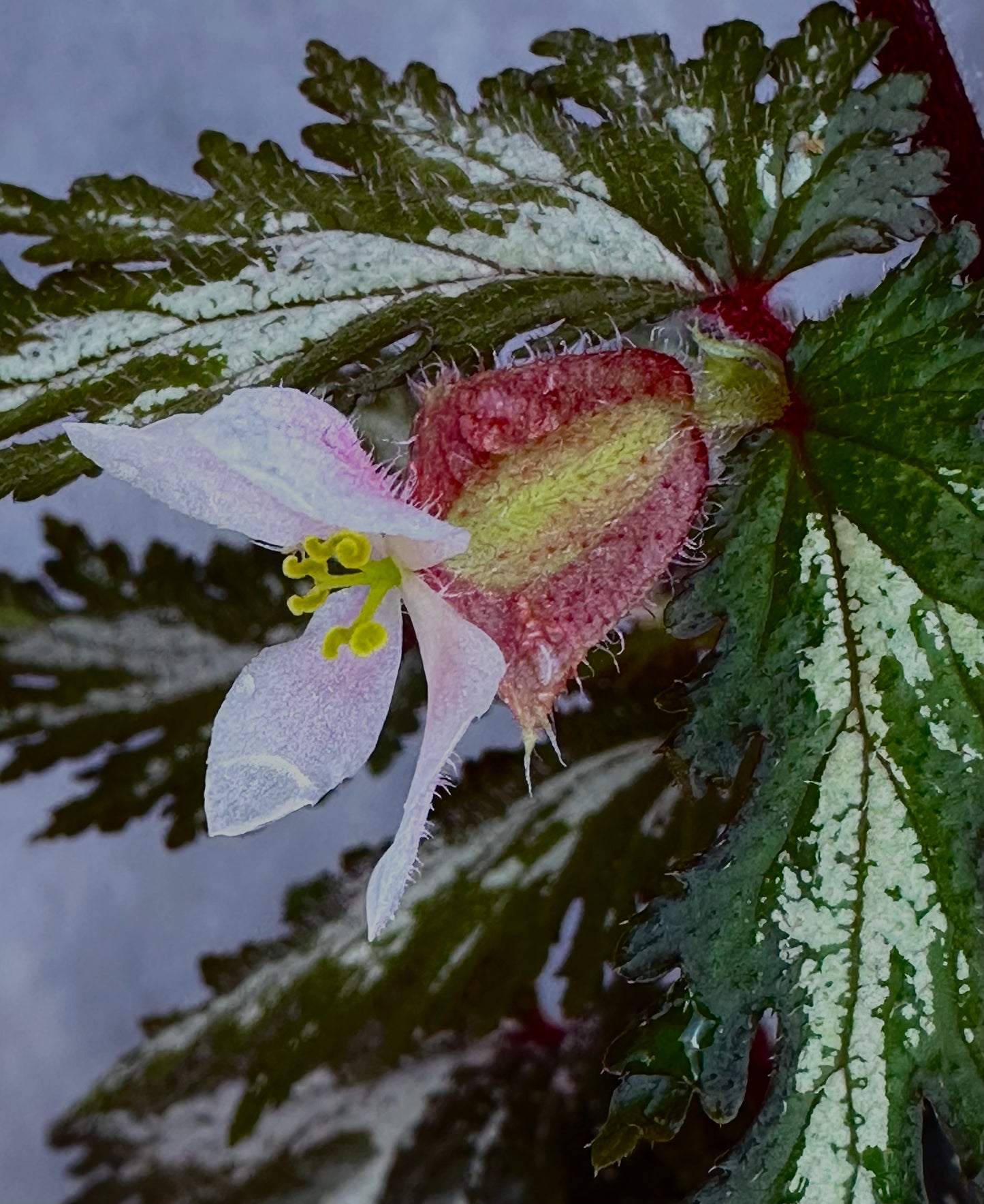 SEEDS noid sp Silver Streak