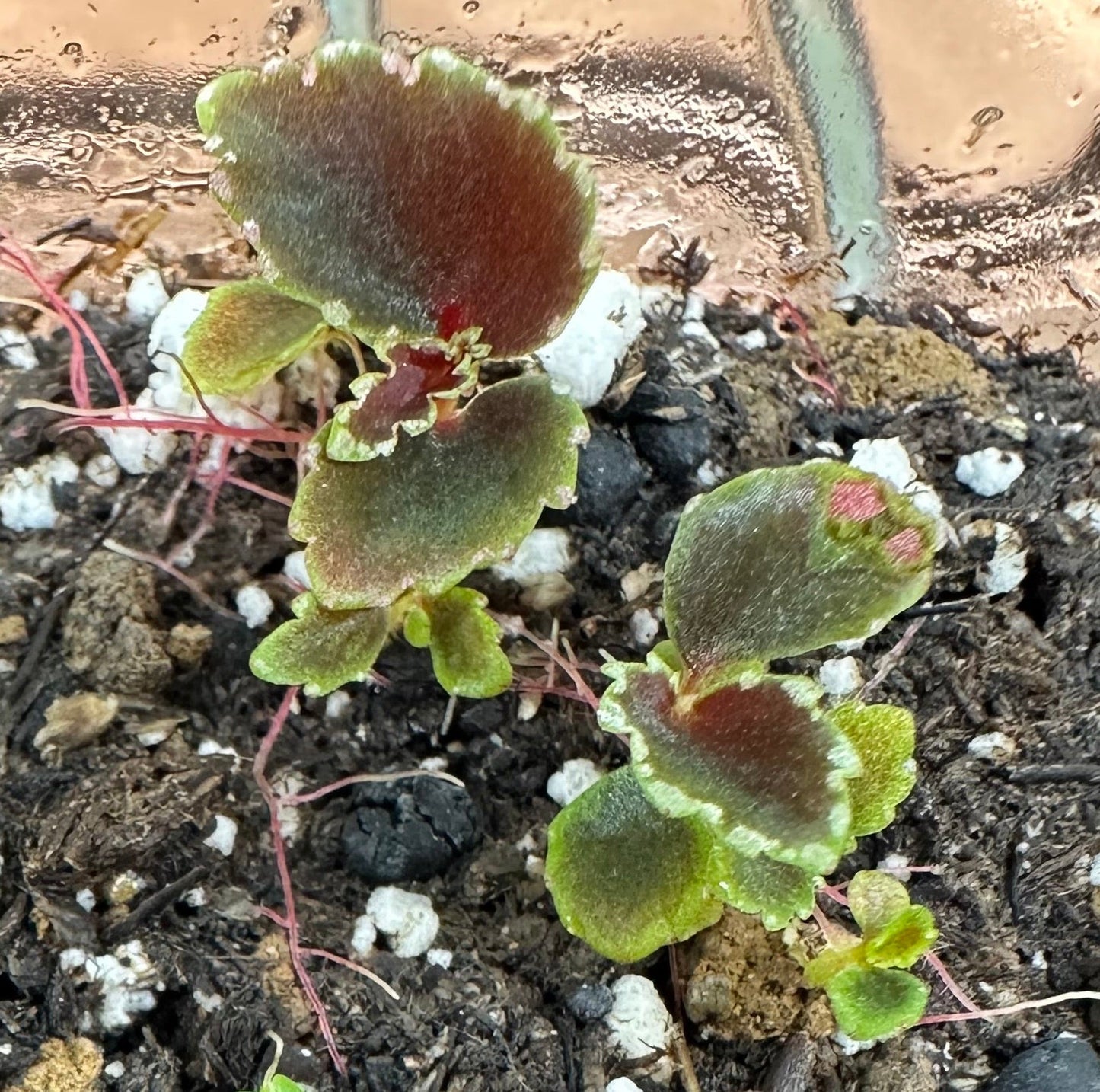 SEEDS Begonia darthvaderiana