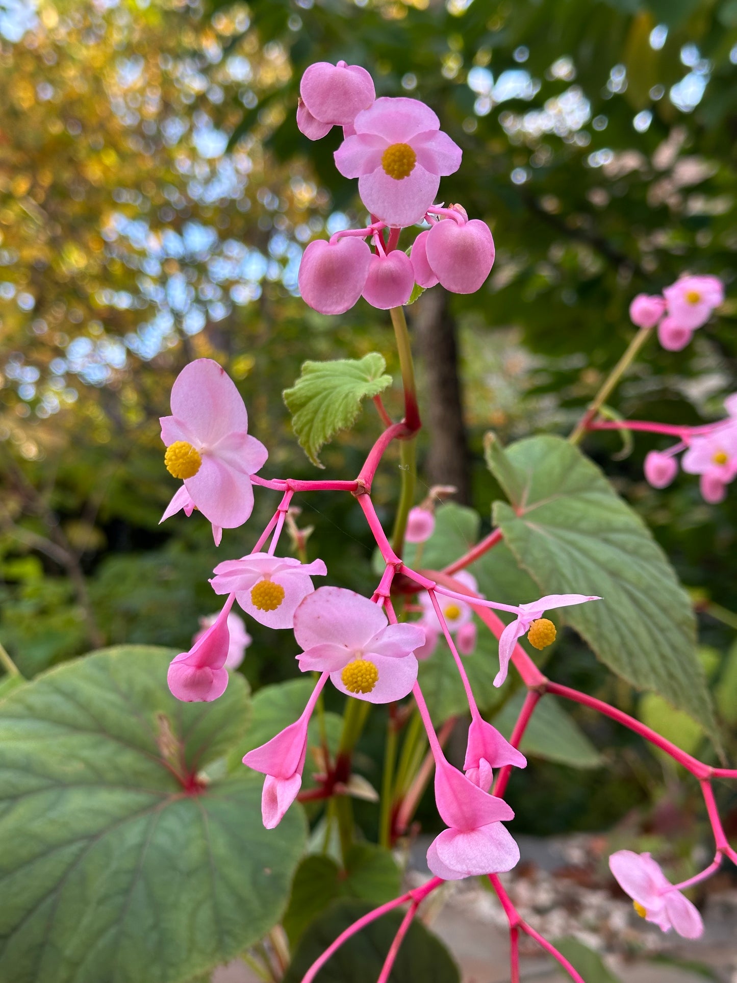 SEEDS Begonia grandis evansiana (pink flower)