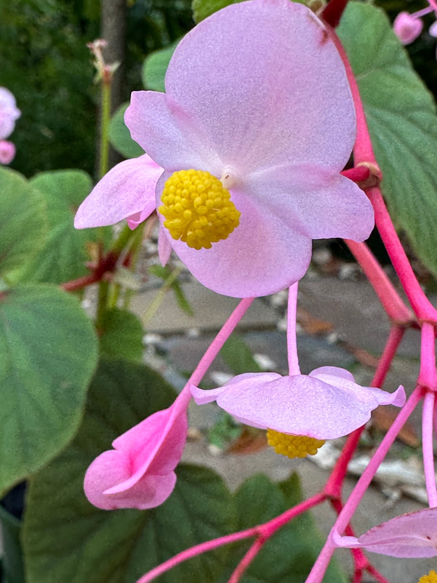 SEEDS Begonia grandis evansiana (pink flower)