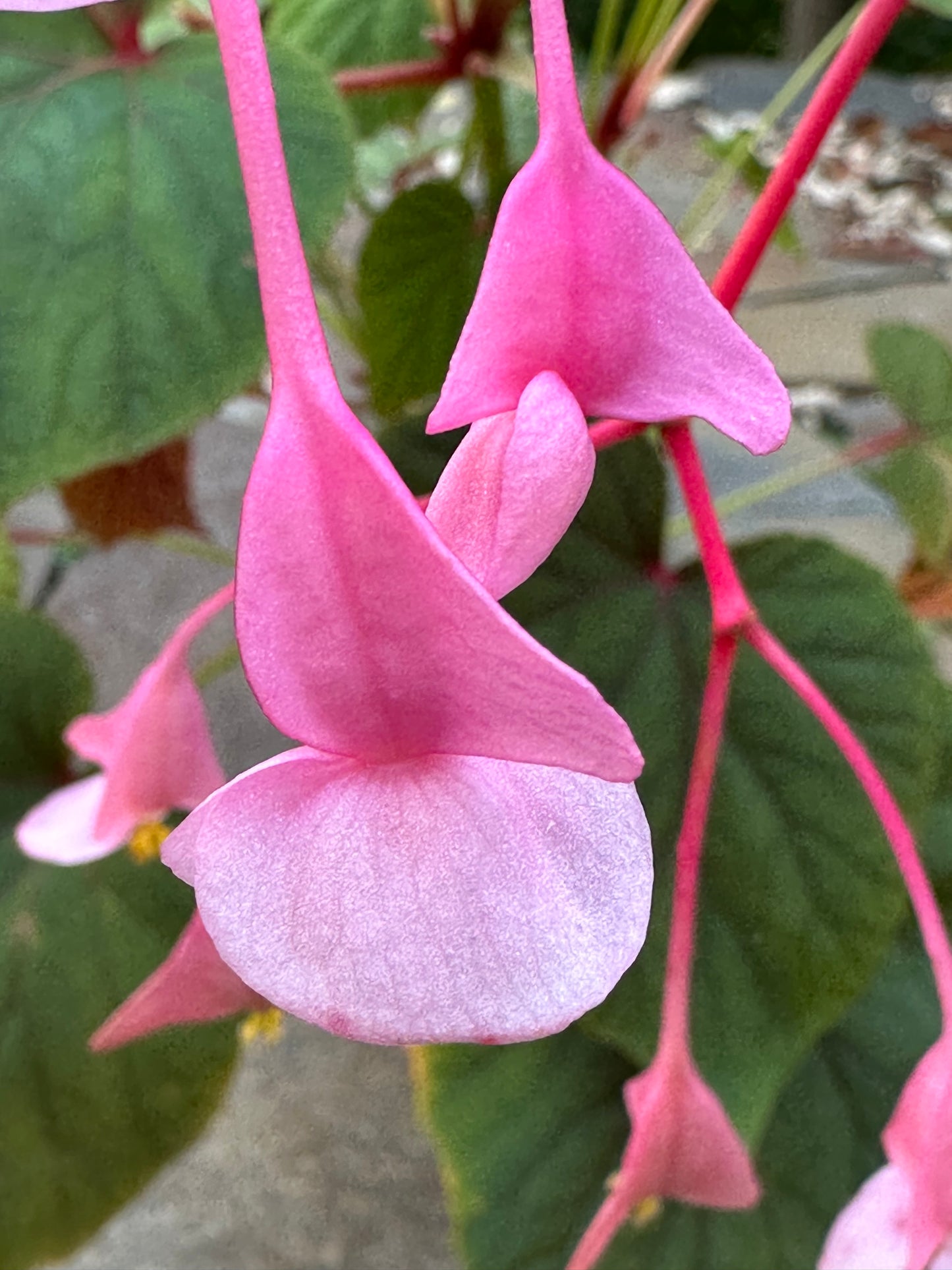 SEEDS Begonia grandis evansiana (pink flower)