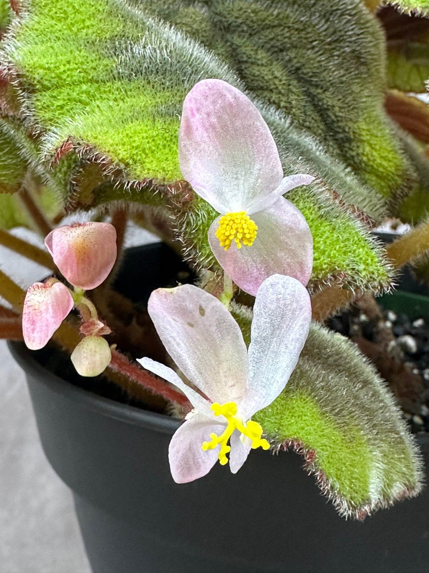 SEEDS Begonia sp Vietnam Green/Brown