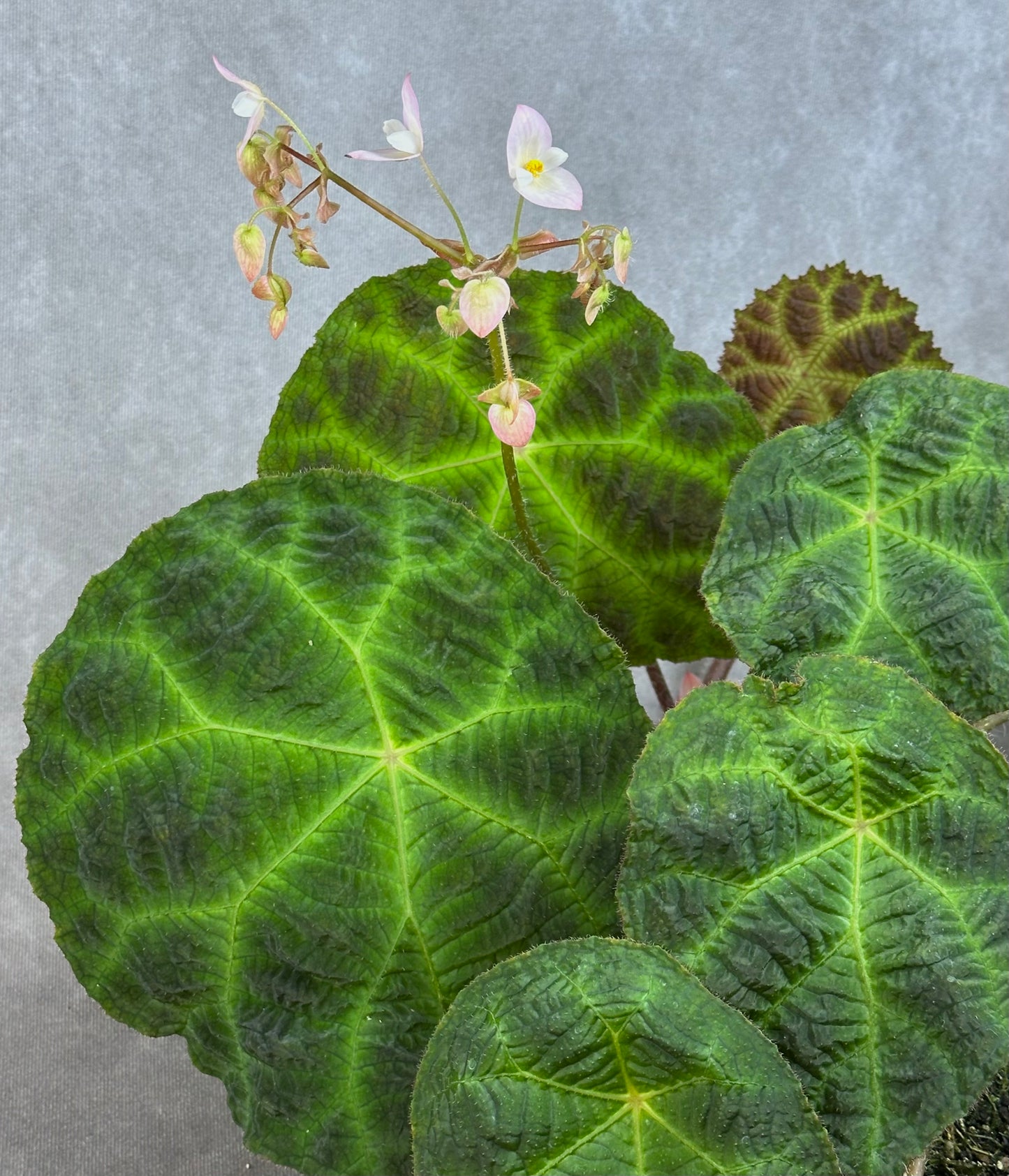 SEEDS Begonia umbraculifolia