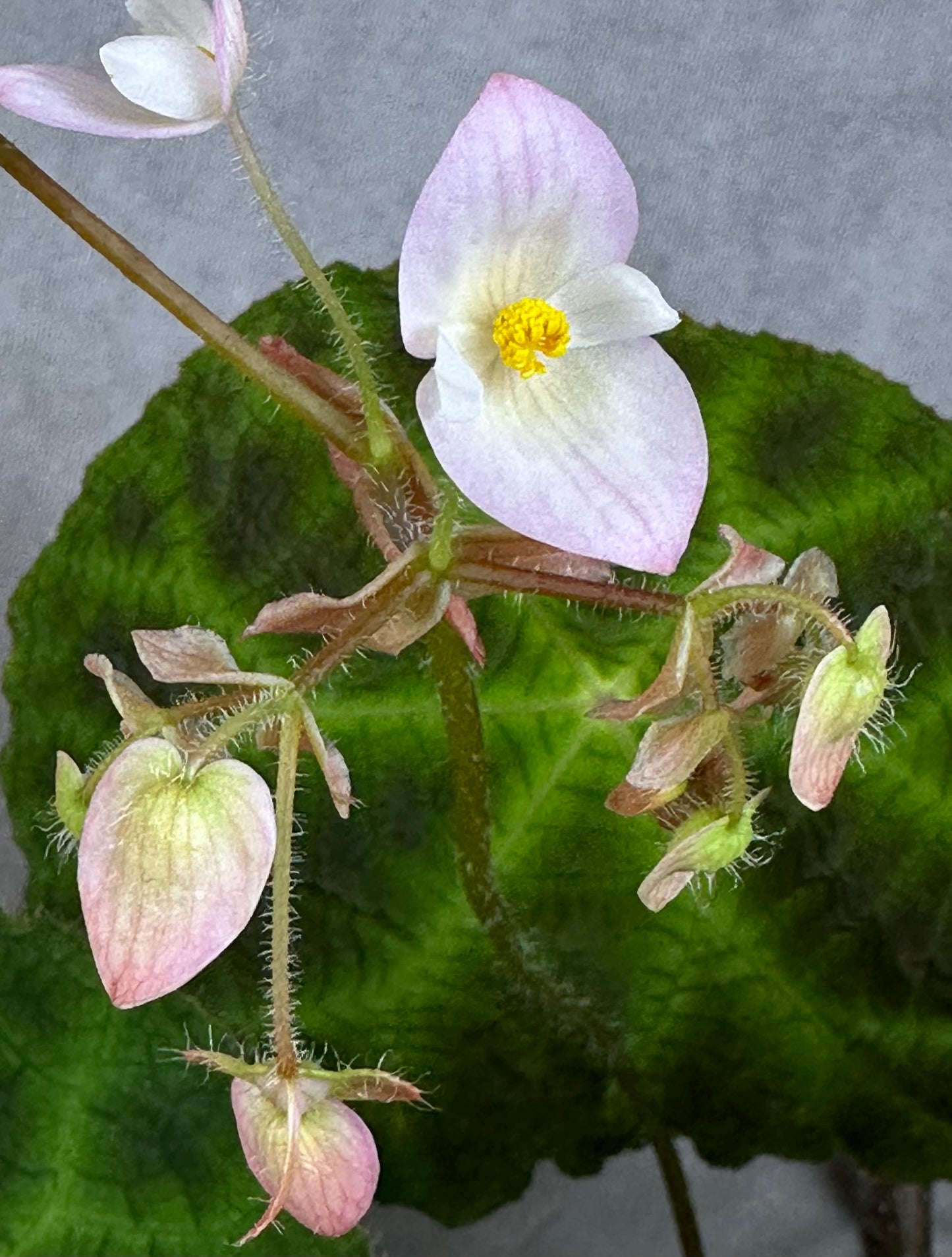 SEEDS Begonia umbraculifolia