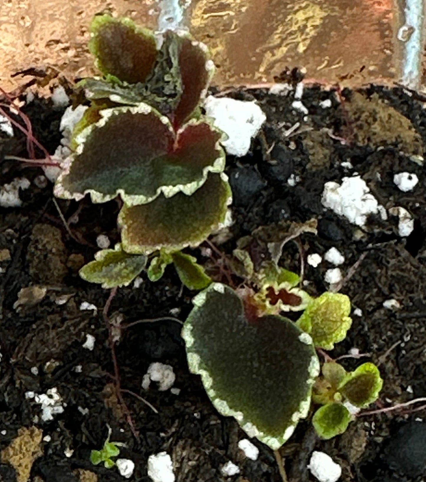 SEEDS Begonia darthvaderiana