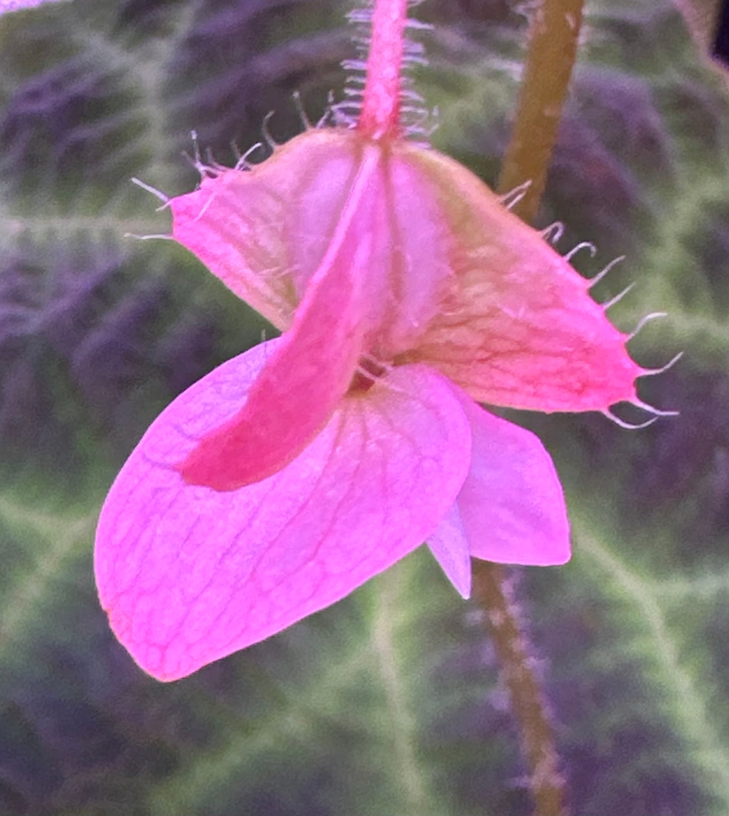 SEEDS Begonia umbraculifolia