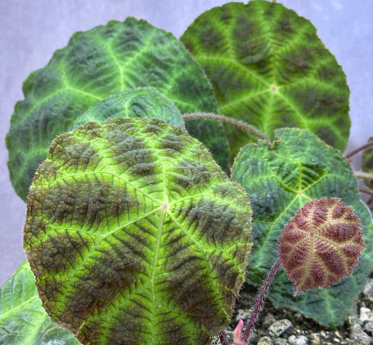 SEEDS Begonia umbraculifolia