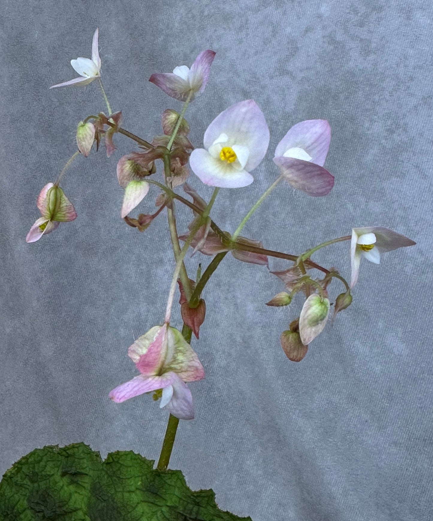 SEEDS Begonia umbraculifolia