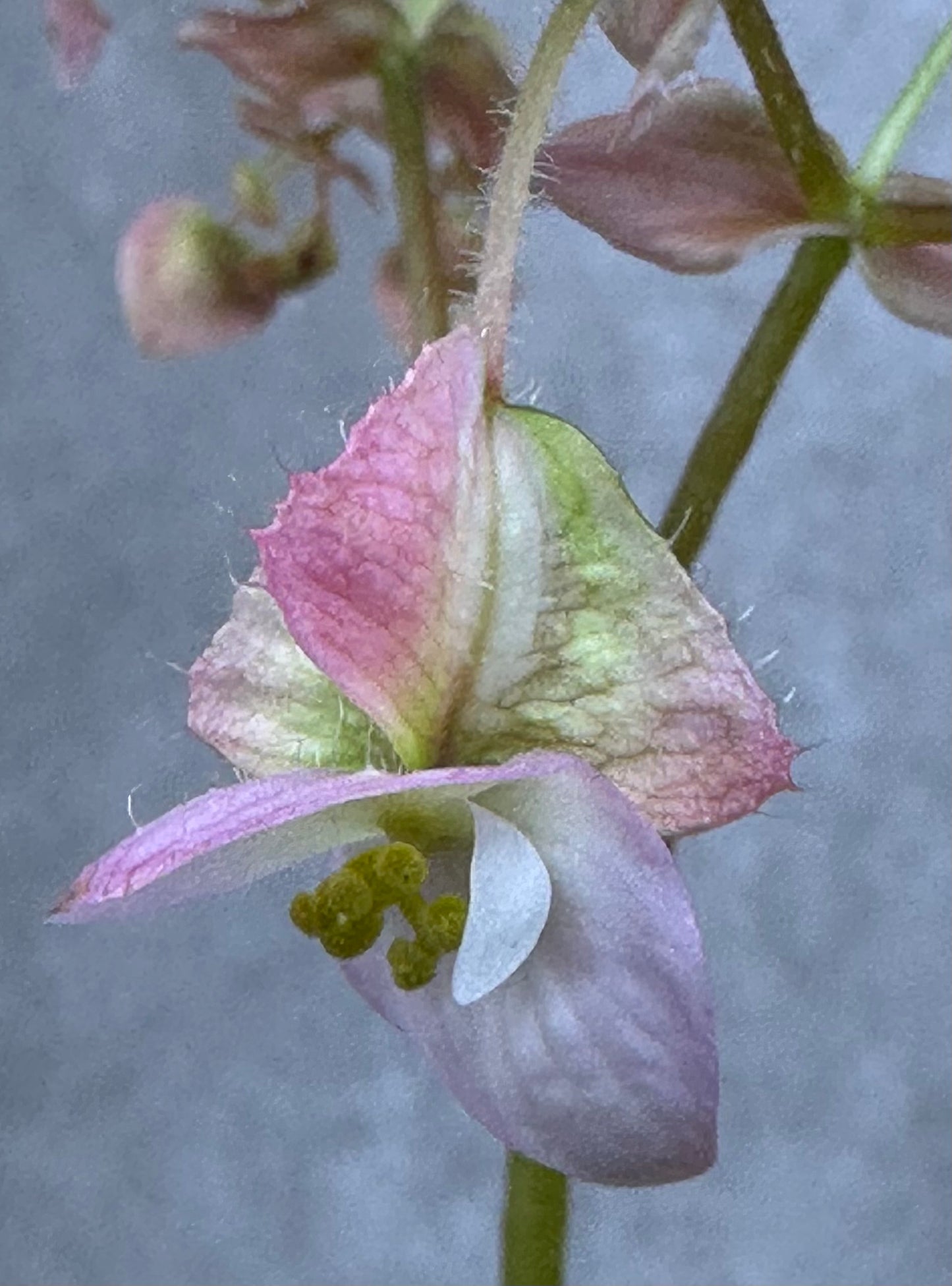 SEEDS Begonia umbraculifolia