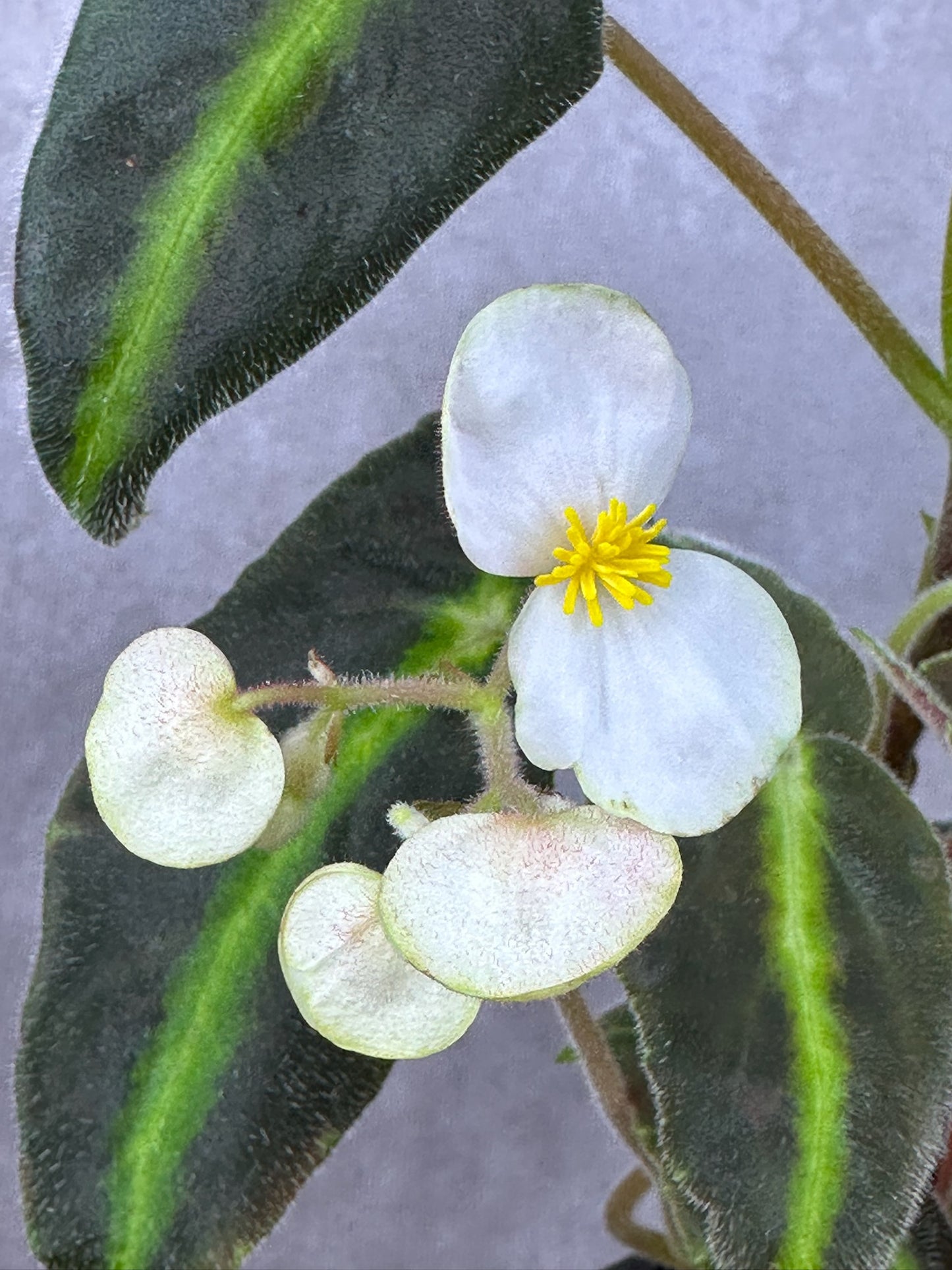 Begonia listada