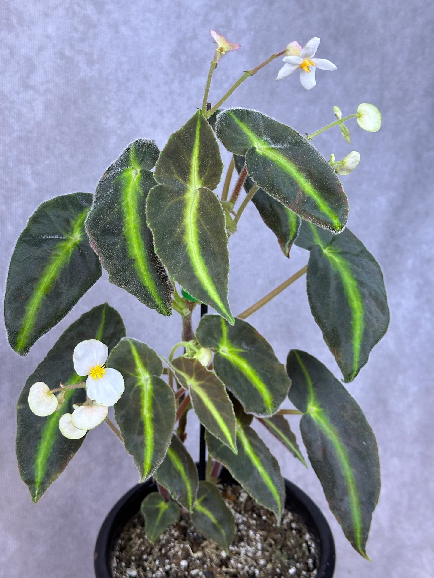 Begonia listada