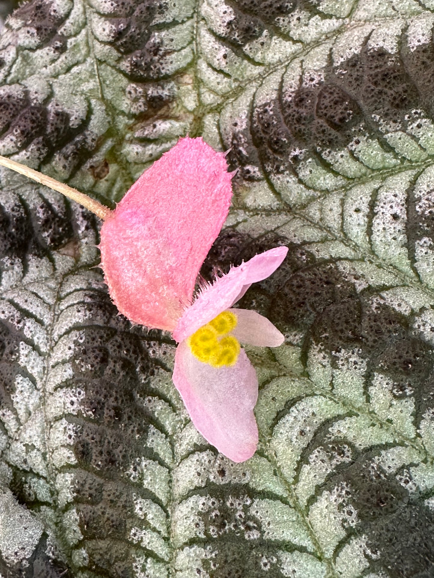 SEEDS Begonia arachnoidea