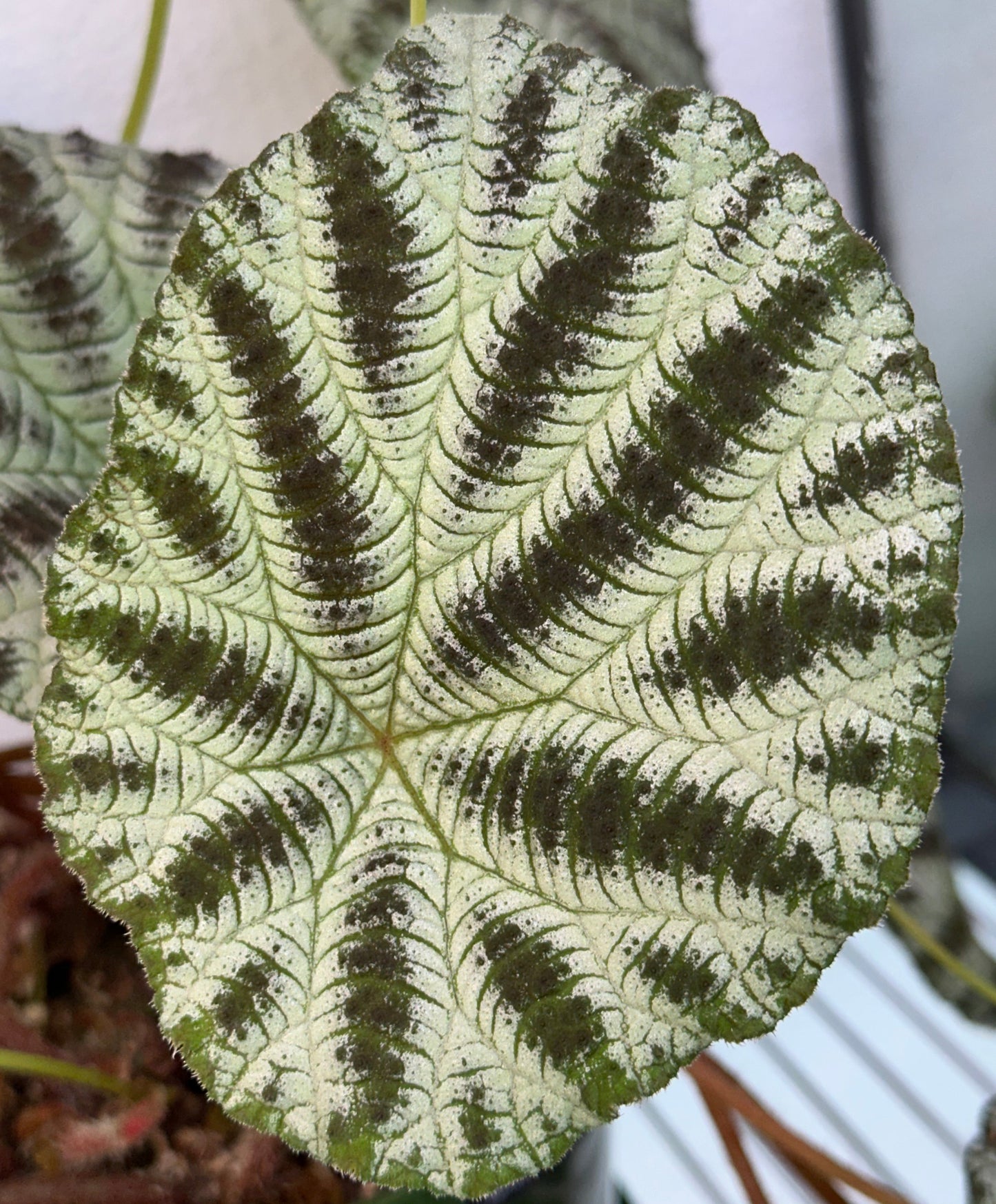 SEEDS Begonia arachnoidea