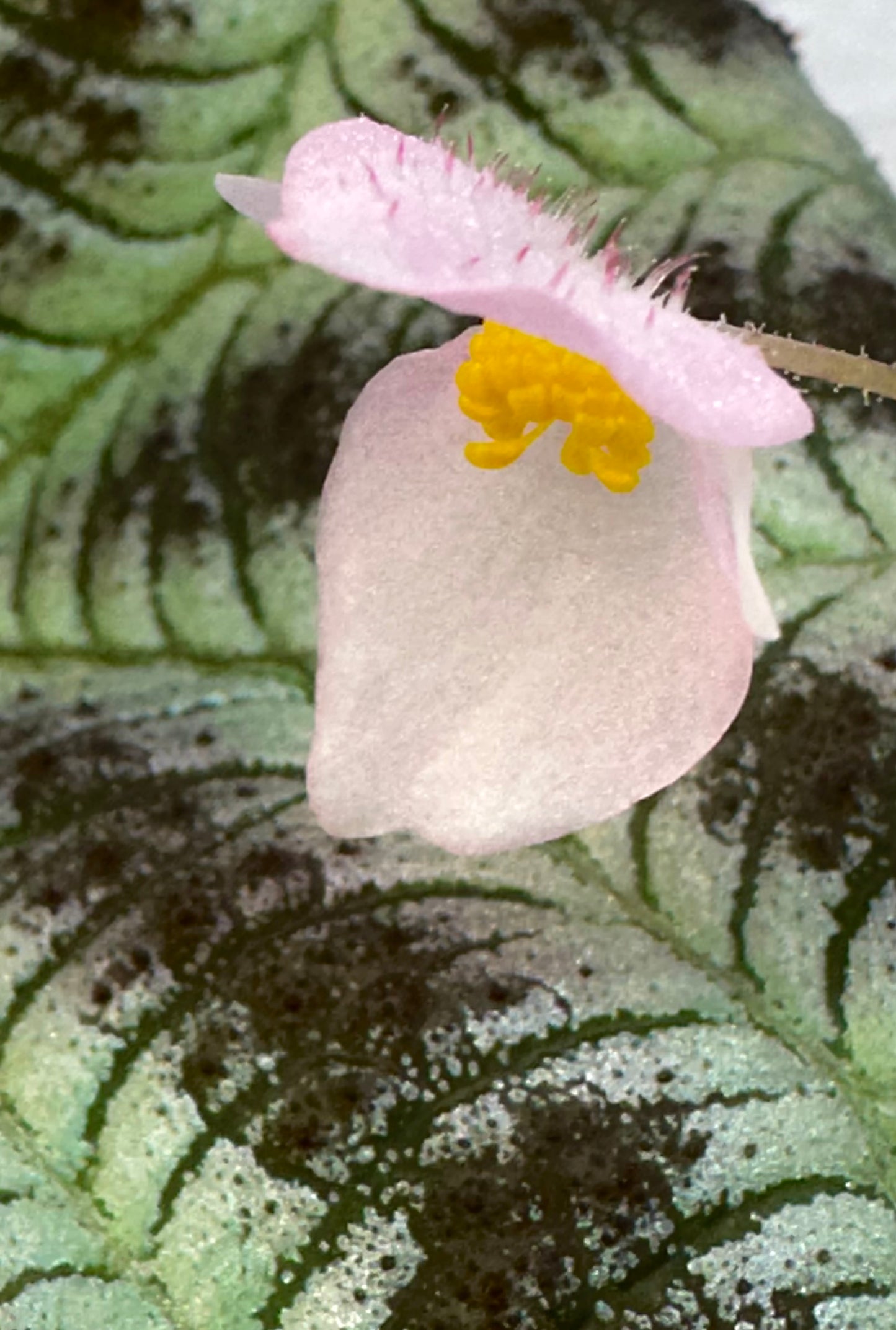 SEEDS Begonia arachnoidea