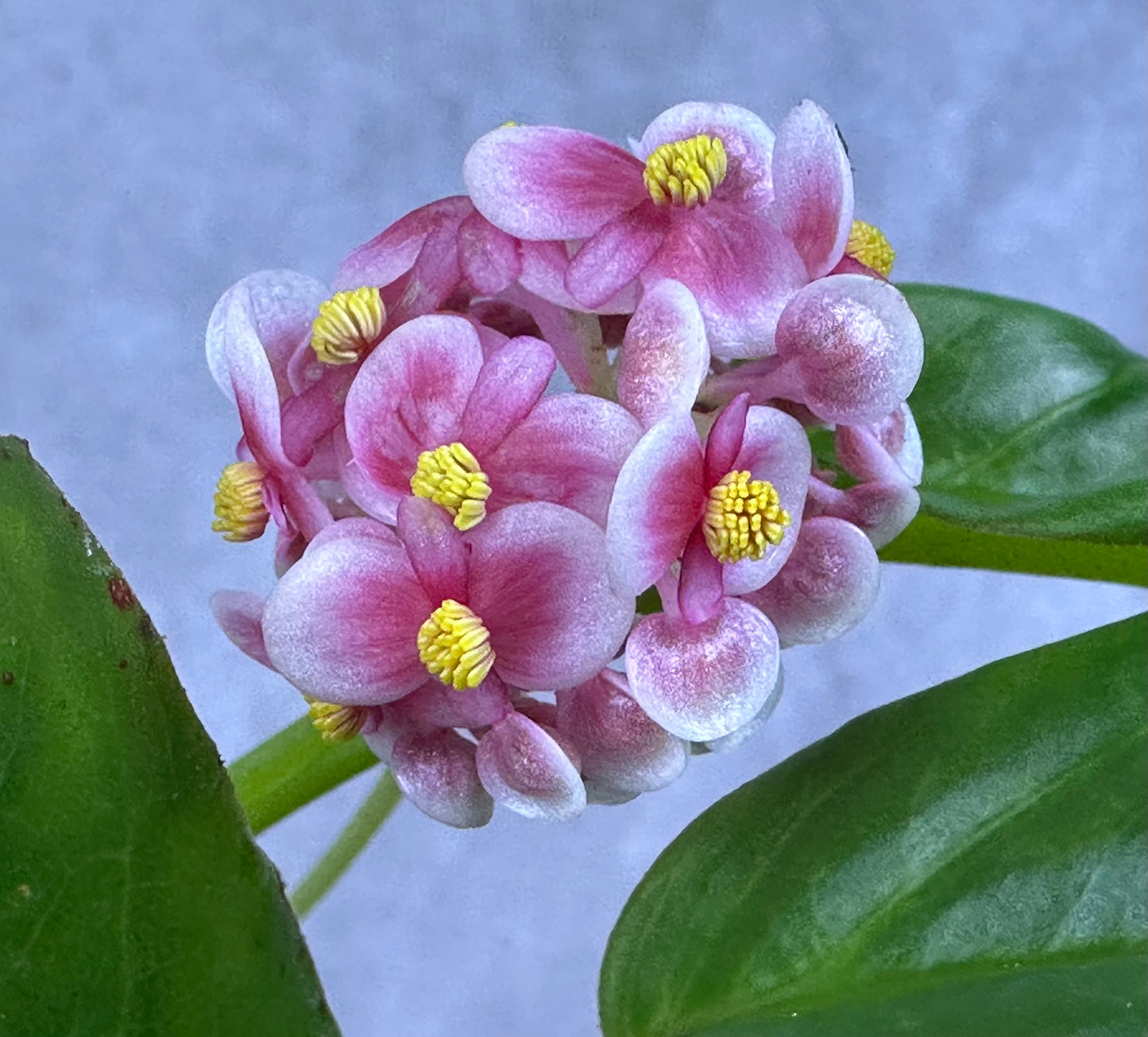 SEEDS Begonia longipetiolata