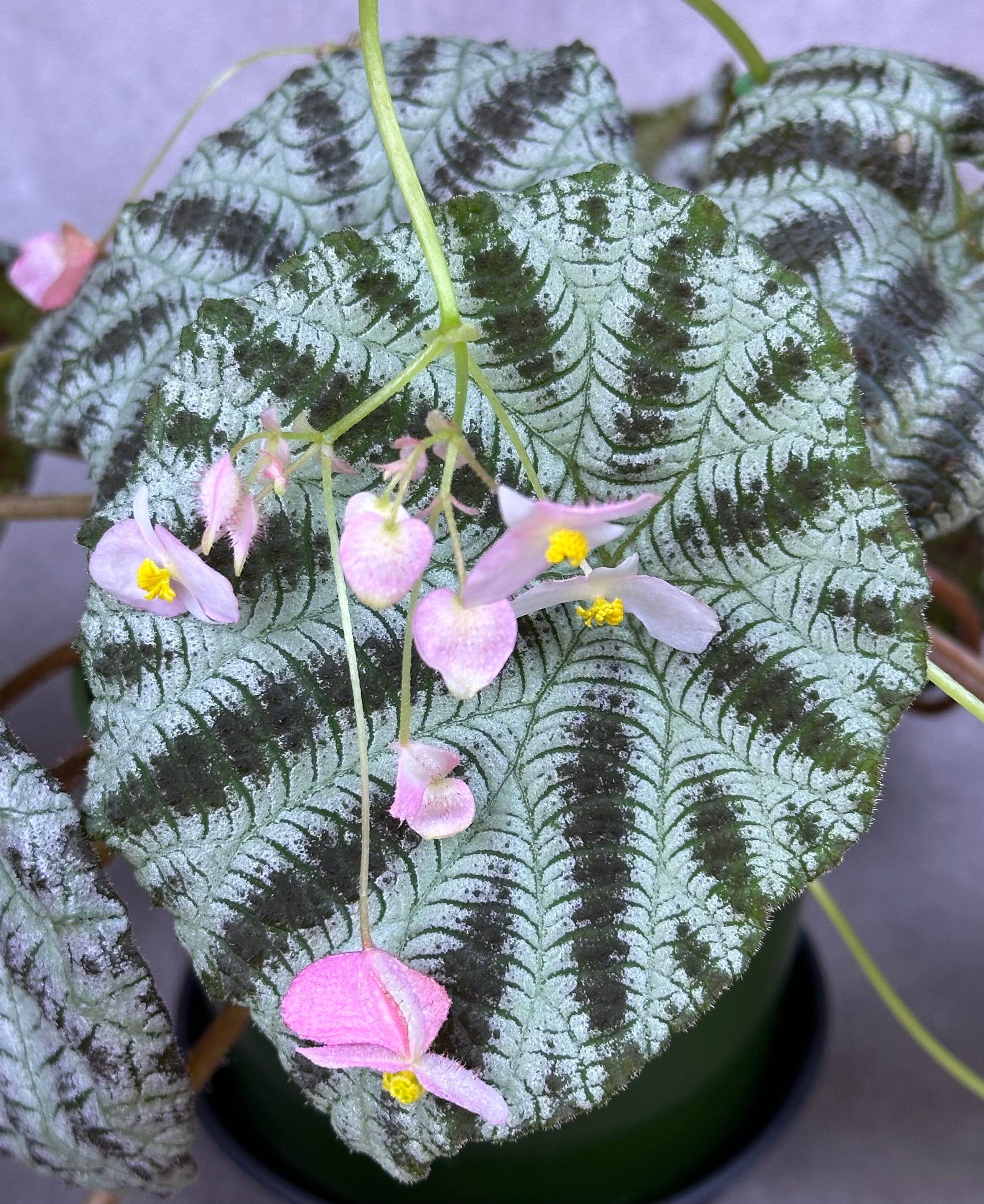 SEEDS Begonia arachnoidea – Begonian Express