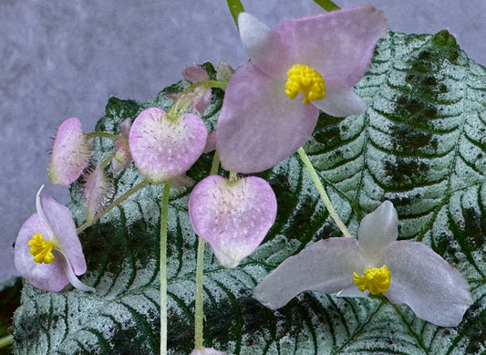SEEDS Begonia arachnoidea