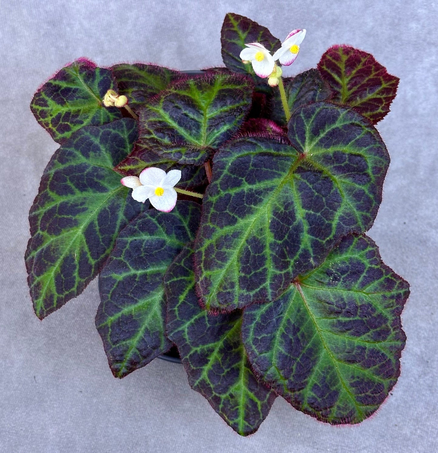 SEEDS Begonia sp. Sumatra Utara