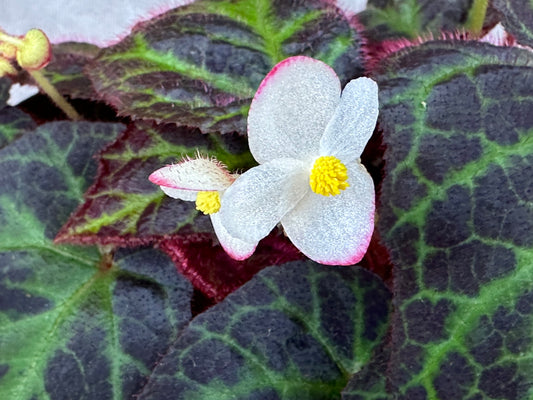 SEEDS Begonia sp. Sumatra Utara