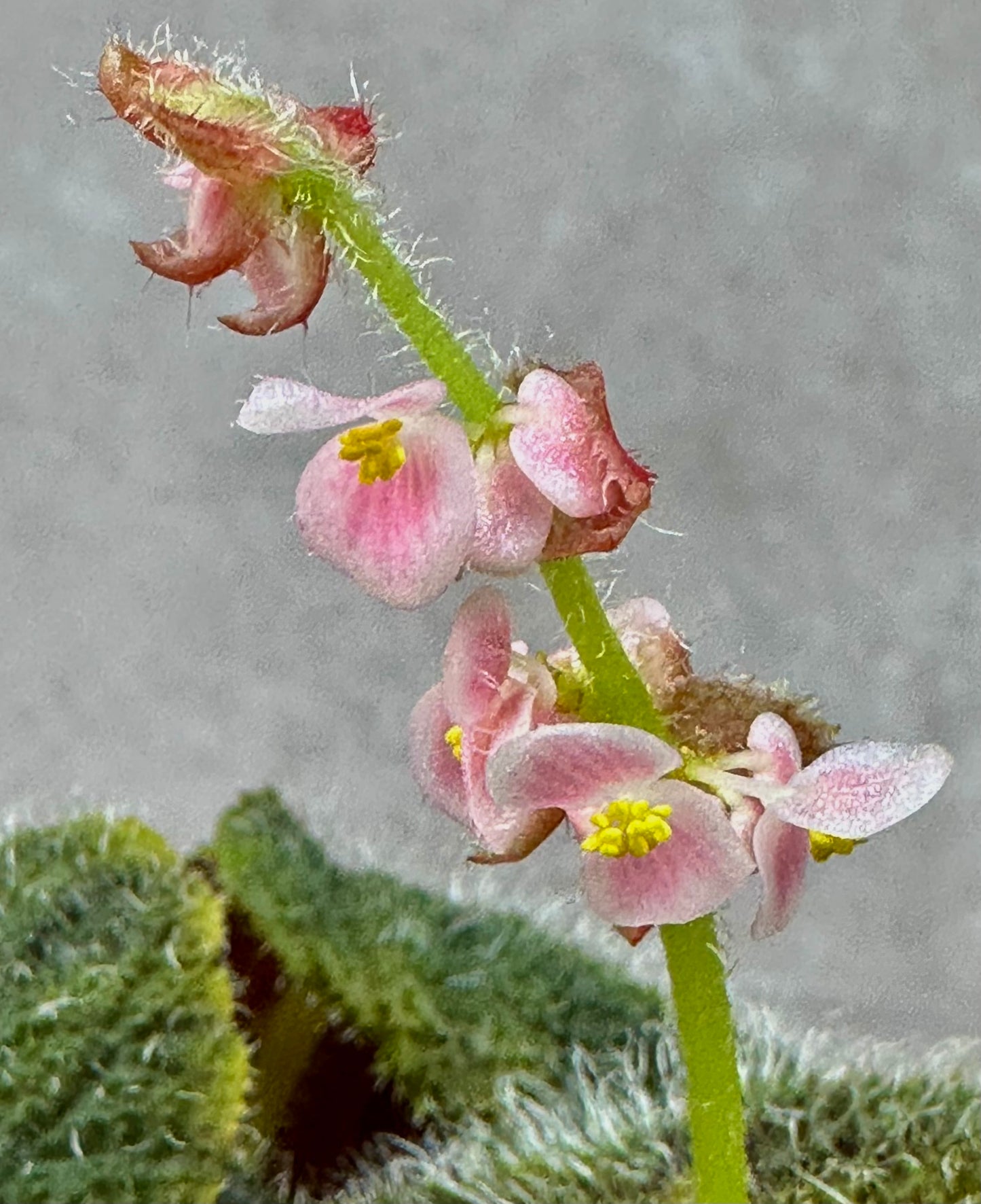 SEEDS Begonia conipila