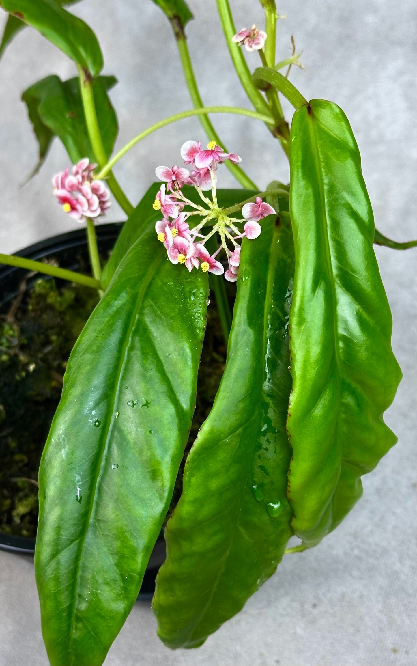 SEEDS Begonia longipetiolata