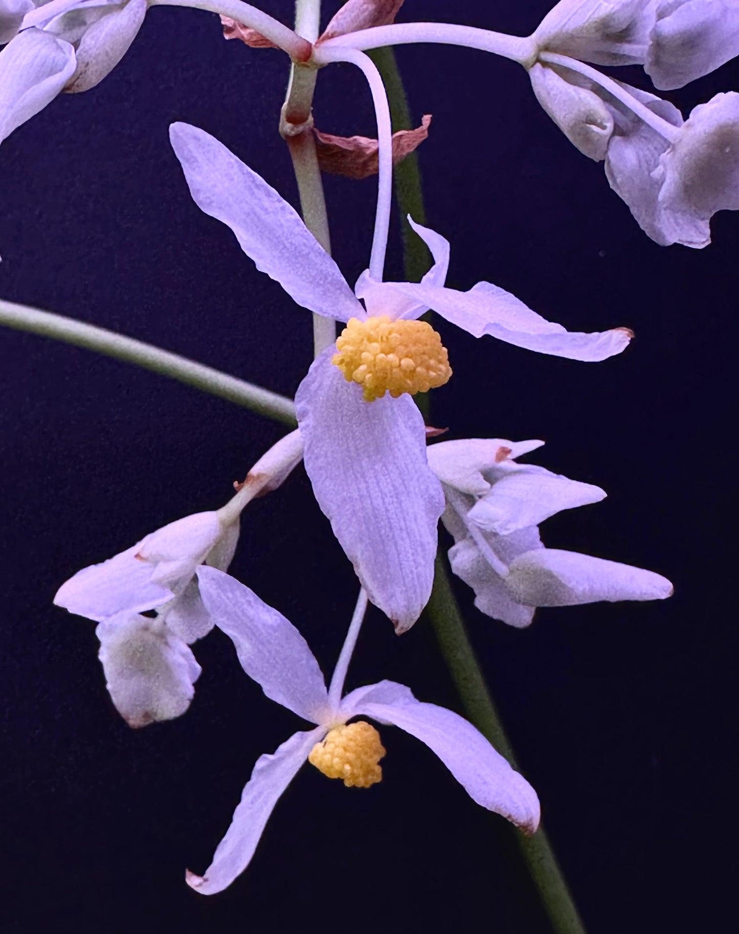 SEEDS Begonia ludwigii (spotted form)