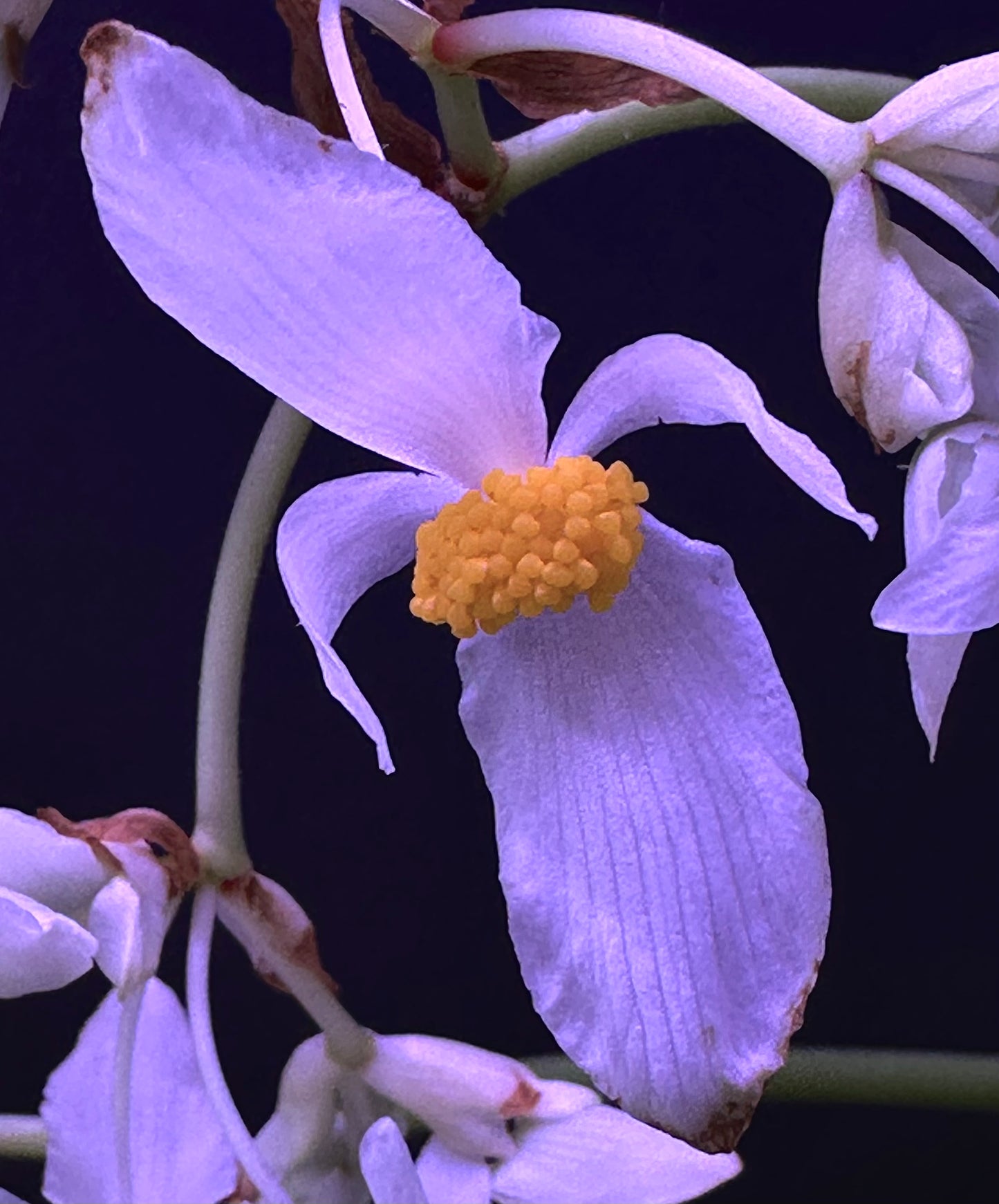SEEDS Begonia ludwigii (spotted form)