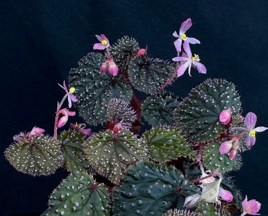 SEEDS Begonia ocellata