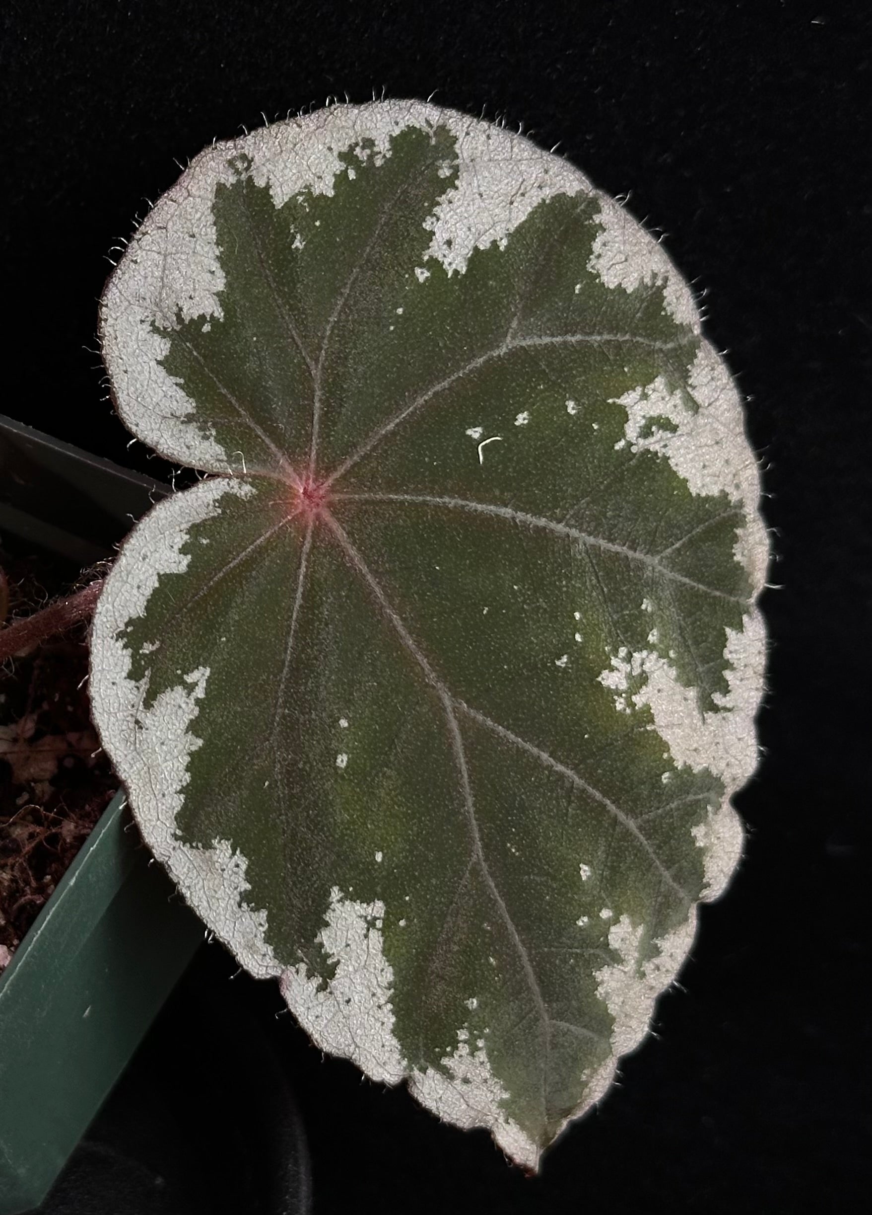 SEEDS Begonia koksunii – Begonian Express