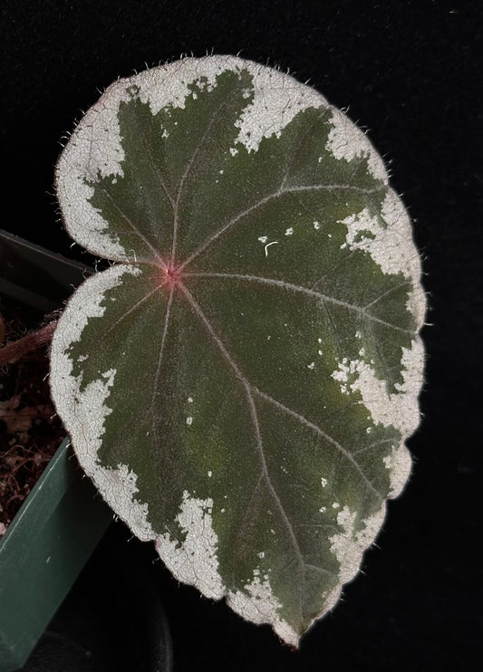SEEDS Begonia koksunii